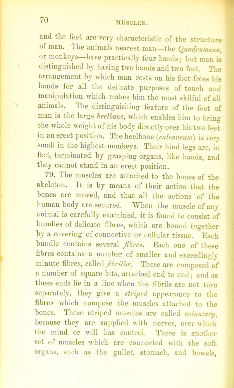 MUSCLES. and the feet are very characteristic of the structure of man. The animals nearest man—the Quadrumana, or monkeys—have practically four hands; but man is distinguished by having two hands and two feet. The arrangement by which man rests on his foot frees bis hands for all the delicate purposes of touch and manipulation which makes him the most skilful of all animals. The distinguishing feature of the foot of man is the large lieelbone, which enables him to bring the whole weight of his body directly over his two feet in an erect position. The lieelbone (calcaneum) is very small in the highest monkeys. Their hind legs are, in fact, terminated by grasping organs, like hands, and they cannot stand in an erect position. 79. The muscles are attached to the bones of the skeleton. It is by means of their action that the bones are moved, and that all the actions of the human body are secured. When the muscle of any animal is carefully examined, it is found to consist of bundles of delicate fibres, which are bound together by a covering of connective or cellular tissue. Each bundle contains several fibres. Each one of these fibres contains a number of smaller and exceedingly minute fibres, called fibrillae. These are composed of a number of square bits, attached end to end; and as these ends lie in a line when the fibrils are not torn separately, they give a striped appearance to the fibres which compose the muscles attached to the bones. These striped muscles are called voluntary, because they are supplied with nerves, over which the mind or will has control. There is another set of muscles which are connected with the soft organs, such as the gullet, stomach, and bowels,