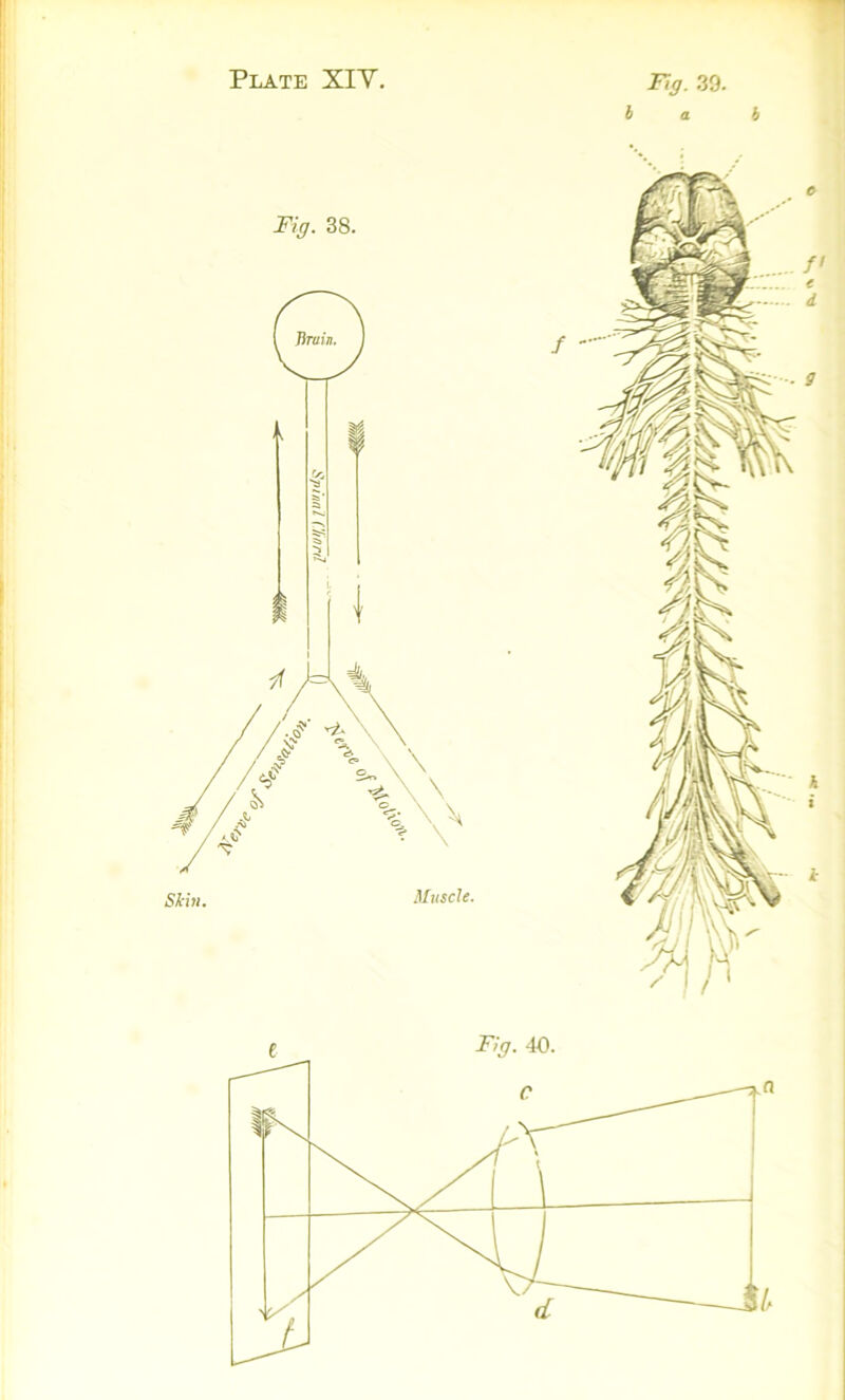 Fig. 39. b a b Fig. 38. Fig. 40.