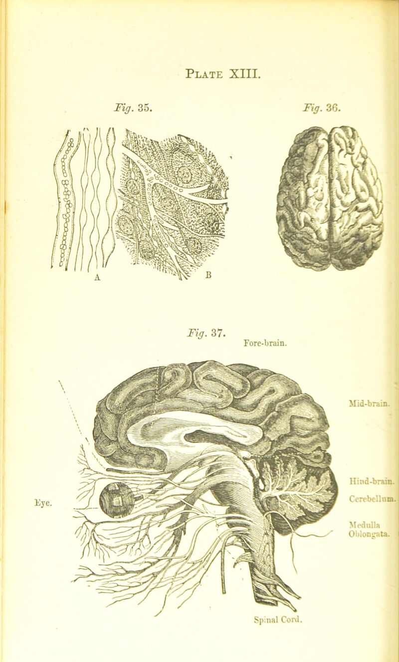 Plate XIII Hind-brain. | Cerebellum. Medulla Oblongata. I Fig. 36. Fig. 37. Fore-brain. Mid-brain.