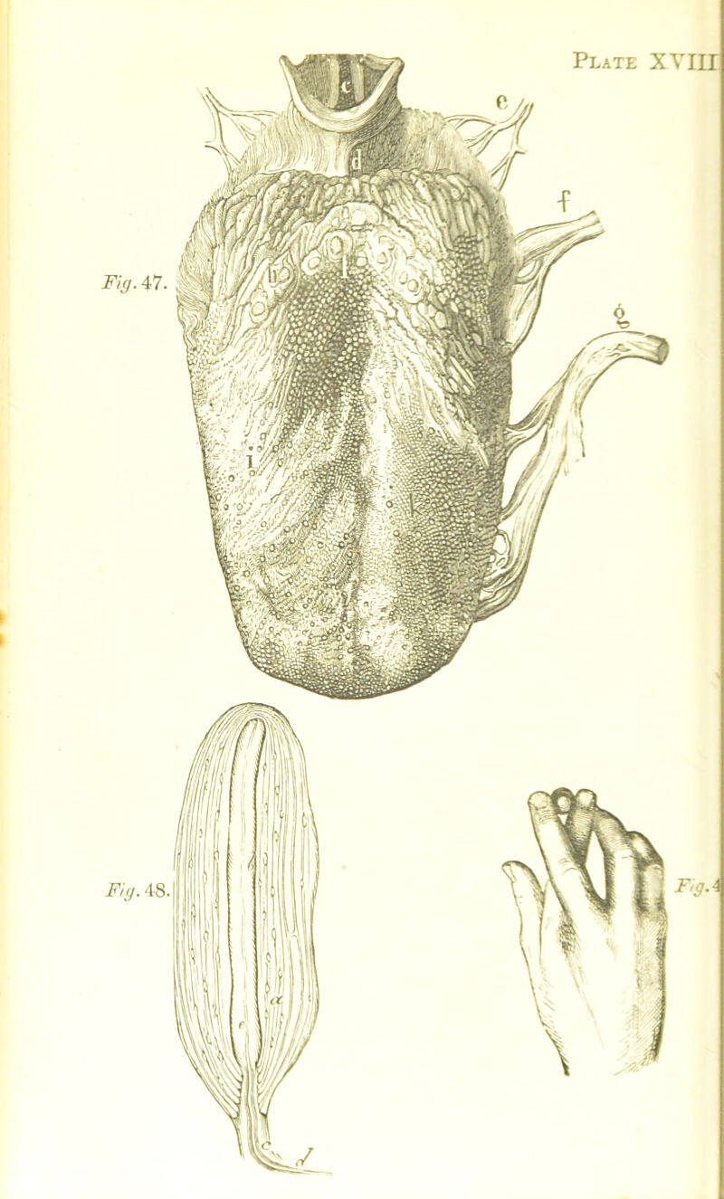 Plate XYIII