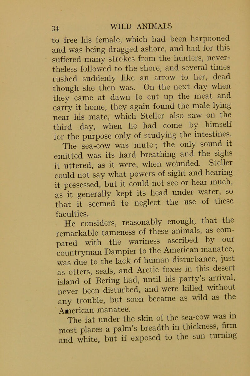 to free his female, which had been harpooned and was being dragged ashore, and had for this suffered many strokes from the hunters, never- theless followed to the shore, and several times rushed suddenly like an arrow to her, dead though she then was. On the next day when they came at dawn to cut up the meat and carry it home, they again found the male lying near his mate, which Steller also saw on the third day, when he had come by himself for the purpose only of studying the intestines. The sea-cow was mute; the only sound it emitted was its hard breathing and the sighs it uttered, as it were, when wounded. Steller could not say what powers of sight and hearing it possessed, but it could not see or hear much, as it generally kept its head under water, so that it seemed to neglect the use of these faculties. He considers, reasonably enough, that the remarkable tameness of these animals, as com- pared with the wariness ascribed by our countryman Dampier to the American manatee, was due to the lack of human disturbance, just as otters, seals, and Arctic foxes in this desert island of Bering had, until his party s arrival, never been disturbed, and were killed without any trouble, but soon became as wild as the American manatee. The fat under the skin of the sea-cow was in most places a palm’s breadth in thickness, firm and white, but if exposed to the sun turning