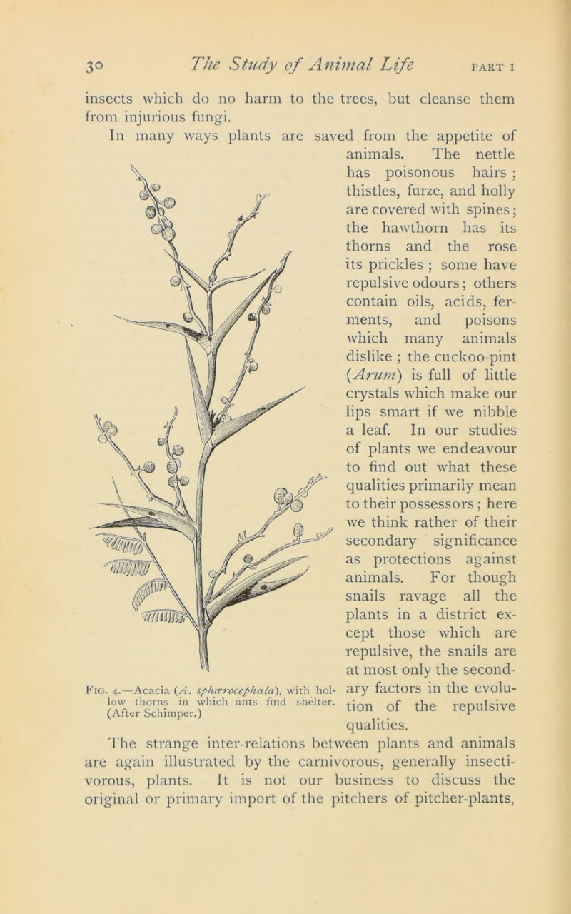 insects which do no harm to the trees, but cleanse them from injurious fungi. In many ways plants are saved from the appetite of animals. The nettle has poisonous hairs ; thistles, furze, and holly are covered with spines; the hawthorn has its thorns and the rose its prickles ; some have repulsive odours; others contain oils, acids, fer- ments, and poisons which many animals dislike ; the cuckoo-pint (.Arum) is full of little crystals which make our lips smart if we nibble a leaf. In our studies of plants we endeavour to find out what these qualities primarily mean to their possessors; here we think rather of their secondary significance as protections animals. For snails ravage all the plants in a district ex- cept those which are repulsive, the snails are at most only the second- ary factors in the evolu- tion of the repulsive qualities. The strange inter-relations between plants and animals are again illustrated by the carnivorous, generally insecti- vorous, plants. It is not our business to discuss the original or primary import of the pitchers of pitcher-plants, against though Fig. 4.—Acacia (A. sphceroccphala), with hol- low thorns in which ants find shelter. (After Schimper.)