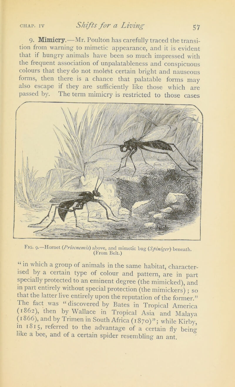 9. Mimicry.—Mr. Poulton has carefully traced the transi- tion from warning to mimetic appearance, and it is evident that if hungry animals have been so much impressed with the frequent association of unpalatableness and conspicuous colours that they do not molest certain bright and nauseous forms, then there is a chance that palatable forms may also escape if they are sufficiently like those which are passed by. The term mimicry is restricted to those cases Fig. 9.—Hornet (Priocncmis) above, and mimetic bug (Spiniger) beneath (From Belt.) in which a group of animals in the same habitat, character- ised by a certain type of colour and pattern, are in part specially protected to an eminent degree (the mimicked), and m part entirely without special protection (the mimickersj ; so that the latter live entirely upon the reputation of the former.” The fact was “ discovered by Bates in Tropical America (1862), then by Wallace in Tropical Asia and Malaya (1866), and by Trimen in South Africa (1870)”; while Kirby, in 181 5, referred to the advantage of a certain fly being like a bee, and of a certain spider resembling an ant.