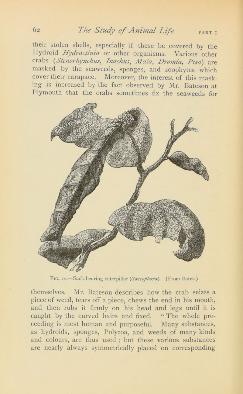 their stolen shells, especially if these be covered by the Hydroid Hydractinia or other organisms. Various other crabs (5tenorhynchus, Inachus, Maia, Dromia, Pisa) are masked by the seaweeds, sponges, and zoophytes which cover their carapace. Moreover, the interest of this mask- ing is increased by the fact observed by Mr. Bateson at Plymouth that the crabs sometimes fix the seaweeds for Fig. 12.—Sack-bearing caterpillar (Saccophora). (From Bates.) themselves. Mr. Bateson describes how the crab seizes a piece of weed, tears off a piece, chews the end in his mouth, and then rubs it firmly on his head and legs until it is caught by the curved hairs and fixed. “ The whole pro- ceeding is most human and purposeful. Many substances, as hydroids, sponges, Polyzoa, and weeds of many kinds and colours, are thus used ; but these various substances are nearly always symmetrically placed on corresponding