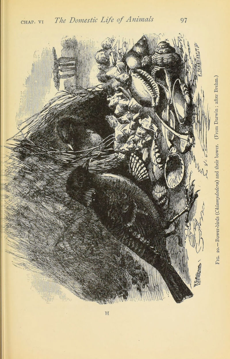 H Fig. 20.—Bower-birds (Chlamydodcra) and their bower. (From Darwin ; after Brehm.)