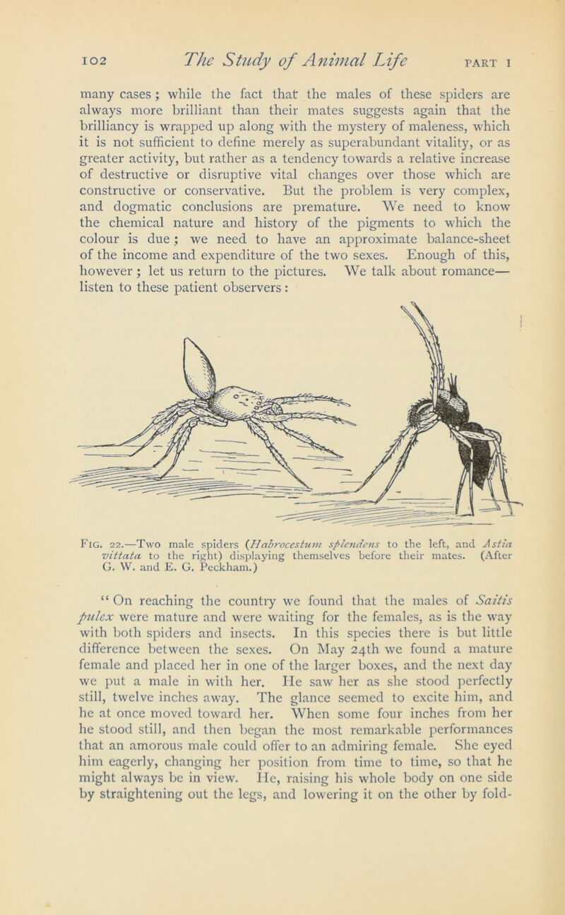 many cases; while the fact that the males of these spiders are always more brilliant than their mates suggests again that the brilliancy is wrapped up along with the mystery of maleness, which it is not sufficient to define merely as superabundant vitality, or as greater activity, but rather as a tendency towards a relative increase of destructive or disruptive vital changes over those which are constructive or conservative. But the problem is very complex, and dogmatic conclusions are premature. We need to know the chemical nature and history of the pigments to which the colour is due ; we need to have an approximate balance-sheet of the income and expenditure of the two sexes. Enough of this, however ; let us return to the pictures. We talk about romance— listen to these patient observers: Fig. 22.—Two male spiders (Habrocestum splendens to the left, and Astiu •vittata to the right) displaying themselves before their mates. (After G. W. and E. G. Peckham.) “ On reaching the country we found that the males of Saitis pulex were mature and were waiting for the females, as is the way with both spiders and insects. In this species there is but little difference between the sexes. On May 24th we found a mature female and placed her in one of the larger boxes, and the next day we put a male in with her. He saw her as she stood perfectly still, twelve inches away. The glance seemed to excite him, and he at once moved toward her. When some four inches from her he stood still, and then began the most remarkable performances that an amorous male could offer to an admiring female. She eyed him eagerly, changing her position from time to time, so that he might always be in view. He, raising his whole body on one side by straightening out the legs, and lowering it on the other by fold-