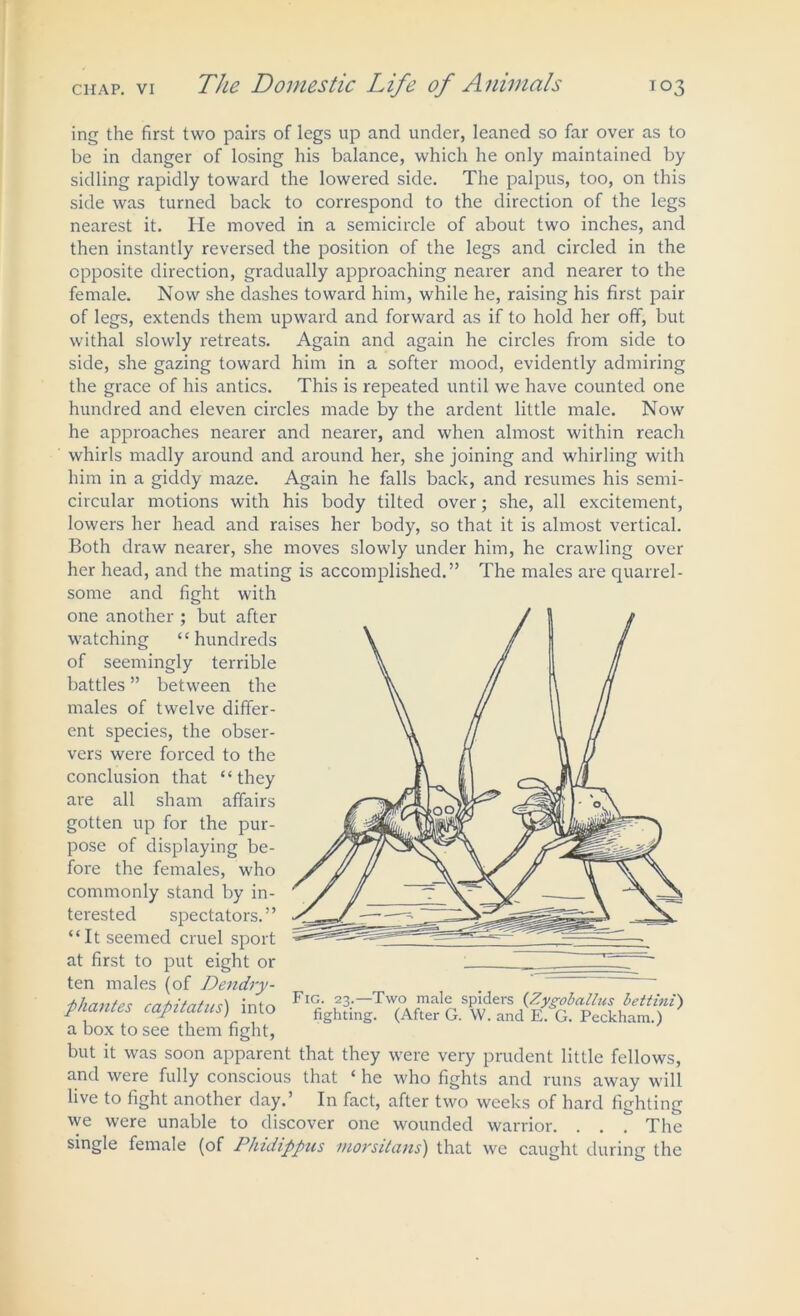 ing the first two pairs of legs up and under, leaned so far over as to be in danger of losing his balance, which he only maintained by sidling rapidly toward the lowered side. The palpus, too, on this side was turned back to correspond to the direction of the legs nearest it. He moved in a semicircle of about two inches, and then instantly reversed the position of the legs and circled in the opposite direction, gradually approaching nearer and nearer to the female. Now she dashes toward him, while he, raising his first pair of legs, extends them upward and forward as if to hold her off, but withal slowly retreats. Again and again he circles from side to side, she gazing toward him in a softer mood, evidently admiring the grace of his antics. This is repeated until we have counted one hundred and eleven circles made by the ardent little male. Now he approaches nearer and nearer, and when almost within reach whirls madly around and around her, she joining and whirling with him in a giddy maze. Again he falls back, and resumes his semi- circular motions with his body tilted over; she, all excitement, lowers her head and raises her body, so that it is almost vertical. Both draw nearer, she moves slowly under him, he crawling over her head, and the mating is accomplished.” The males are quarrel- some and fight with one another ; but after watching “hundreds of seemingly terrible battles ” between the males of twelve differ- ent species, the obser- vers were forced to the conclusion that “they are all sham affairs gotten up for the pur- pose of displaying be- fore the females, who commonly stand by in- terested spectators.” “It seemed cruel sport at first to put eight or ten males (of Dendry- phantes capitatus) into a box to see them fight, but it was soon apparent that they were very prudent little fellows, and were fully conscious that ‘ he who fights and runs away will live to fight another day.’ In fact, after two weeks of hard fighting we were unable to discover one wounded warrior. . . . The single female (of Phidippus morsitans) that we caught during the Fig. 23. fighting, Two male spiders (Zygoballus lettini) (After G. W. and E. G. Peckham.)