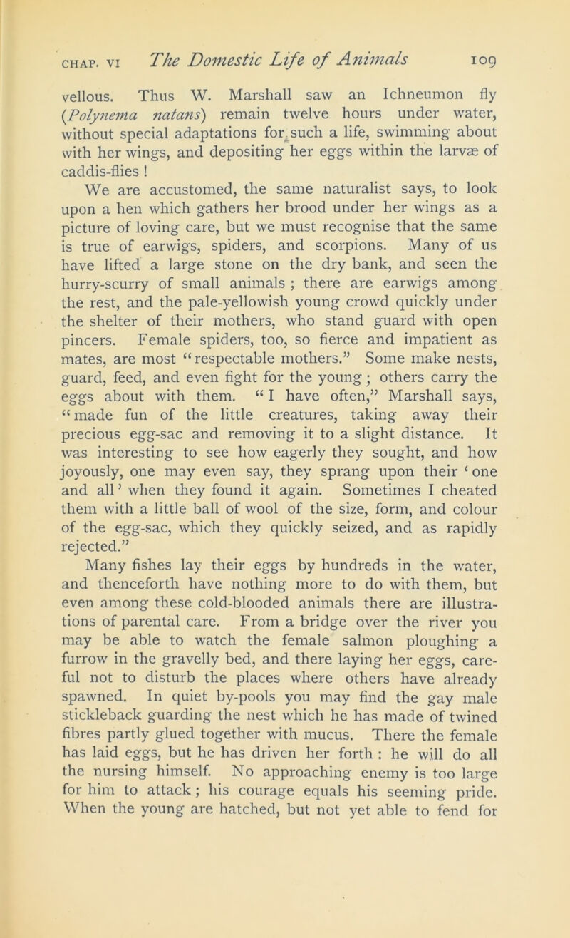 vellous. Thus W. Marshall saw an Ichneumon fly {Polynemo, natans) remain twelve hours under water, without special adaptations for. such a life, swimming about with her wings, and depositing her eggs within the larvae of caddis-flies ! We are accustomed, the same naturalist says, to look upon a hen which gathers her brood under her wings as a picture of loving care, but we must recognise that the same is true of earwigs, spiders, and scorpions. Many of us have lifted a large stone on the dry bank, and seen the hurry-scurry of small animals ; there are earwigs among the rest, and the pale-yellowish young crowd quickly under the shelter of their mothers, who stand guard with open pincers. Female spiders, too, so fierce and impatient as mates, are most “ respectable mothers.” Some make nests, guard, feed, and even fight for the young ■ others carry the eggs about with them. “ I have often,” Marshall says, “ made fun of the little creatures, taking away their precious egg-sac and removing it to a slight distance. It was interesting to see how eagerly they sought, and how joyously, one may even say, they sprang upon their £ one and all ’ when they found it again. Sometimes I cheated them with a little ball of wool of the size, form, and colour of the egg-sac, which they quickly seized, and as rapidly rejected.” Many fishes lay their eggs by hundreds in the water, and thenceforth have nothing more to do with them, but even among these cold-blooded animals there are illustra- tions of parental care. From a bridge over the river you may be able to watch the female salmon ploughing a furrow in the gravelly bed, and there laying her eggs, care- ful not to disturb the places where others have already spawned. In quiet by-pools you may find the gay male stickleback guarding the nest which he has made of twined fibres partly glued together with mucus. There the female has laid eggs, but he has driven her forth : he will do all the nursing himself. No approaching enemy is too large for him to attack; his courage equals his seeming pride. When the young are hatched, but not yet able to fend for