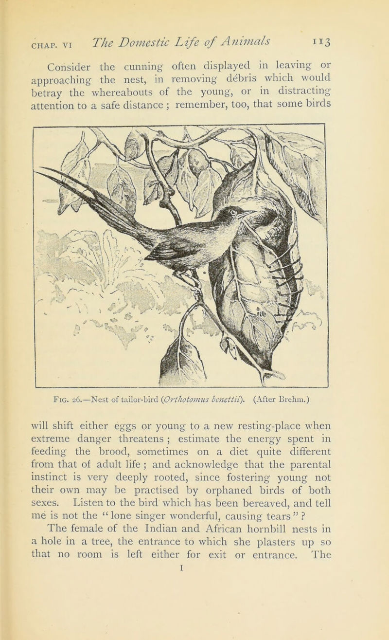 Consider the cunning often displayed in leaving or approaching the nest, in removing debris which would betray the whereabouts of the young, or in distracting attention to a safe distance ; remember, too, that some birds Fig. 26.—Nest of tailor-bird (Ort hot omits benettii). (After Brehm.) will shift either eggs or young to a new resting-place when extreme danger threatens ; estimate the energy spent in feeding the brood, sometimes on a diet quite different from that of adult life ; and acknowledge that the parental instinct is very deeply rooted, since fostering young not their own may be practised by orphaned birds of both sexes. Listen to the bird which has been bereaved, and tell me is not the “ lone singer wonderful, causing tears ” ? The female of the Indian and African hornbill nests in a hole in a tree, the entrance to which she plasters up so that no room is left either for exit or entrance. The 1