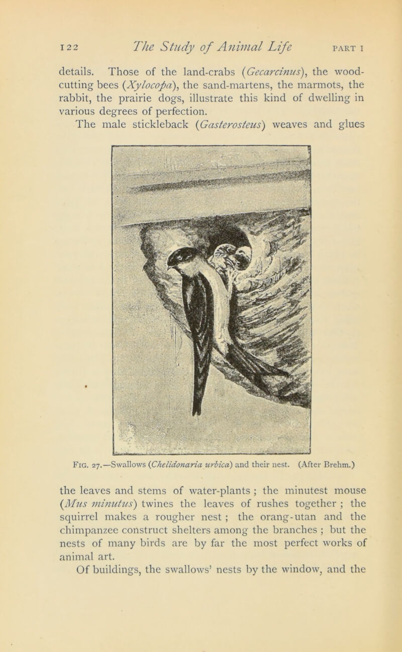 details. Those of the land-crabs (Gecarcinus), the wood- cutting bees (Xylocofla), the sand-martens, the marmots, the rabbit, the prairie dogs, illustrate this kind of dwelling in various degrees of perfection. The male stickleback (Gasterosteus) weaves and glues Fig. 27.—Swallows (Chelidonaria urbica) and their nest. (After Brehm.) the leaves and stems of water-plants ; the minutest mouse {Mils ininutils') twines the leaves of rushes together ; the squirrel makes a rougher nest ; the orang-utan and the chimpanzee construct shelters among the branches ; but the nests of many birds are by far the most perfect works of animal art. Of buildings, the swallows’ nests by the window, and the