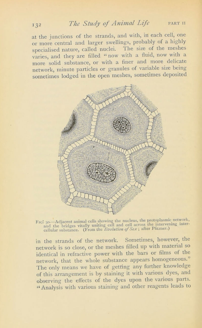 at the junctions of the strands, and with, in each cell, one or more central and larger swellings, probably of a highly specialised nature, called nuclei. 1 he size of the meshes varies, and they are filled “ now with a fluid, now with a more solid substance, or with a finer and more delicate network, minute particles or granules of variable size being sometimes lodged in the open meshes, sometimes deposited Fig: ■zo—Adjacent animal cells showing the nucleus, the protoplasmic network, and the bridges vitally uniting cell and cell across the intervening inter- cellular substance. (From the Evolution of Sex ; alter I ntznei ■) in the strands of the network. Sometimes, however, the network is so close, or the meshes filled up with material so identical in refractive power with the bars or films of the network, that the whole substance appears homogeneous.” The only means we have of getting any further knowledge of this arrangement is by staining it with various dyes, and observing the effects of the dyes upon the vaiious paits. “ Analysis with various staining and other reagents leads to