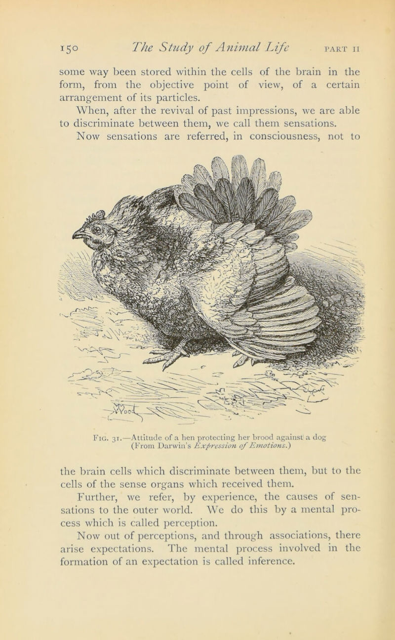 some way been stored within the cells of the brain in the form, from the objective point of view, of a certain arrangement of its particles. When, after the revival of past impressions, we are able to discriminate between them, we call them sensations. Now sensations are referred, in consciousness, not to Fig. 31.—Attitude of a hen protecting her brood against a dog (From Darwin’s Expression of Emotions.) the brain cells which discriminate between them, but to the cells of the sense organs which received them. Further, we refer, by experience, the causes of sen- sations to the outer world. We do this by a mental pro- cess which is called perception. Now out of perceptions, and through associations, there arise expectations. The mental process involved in the formation of an expectation is called inference.