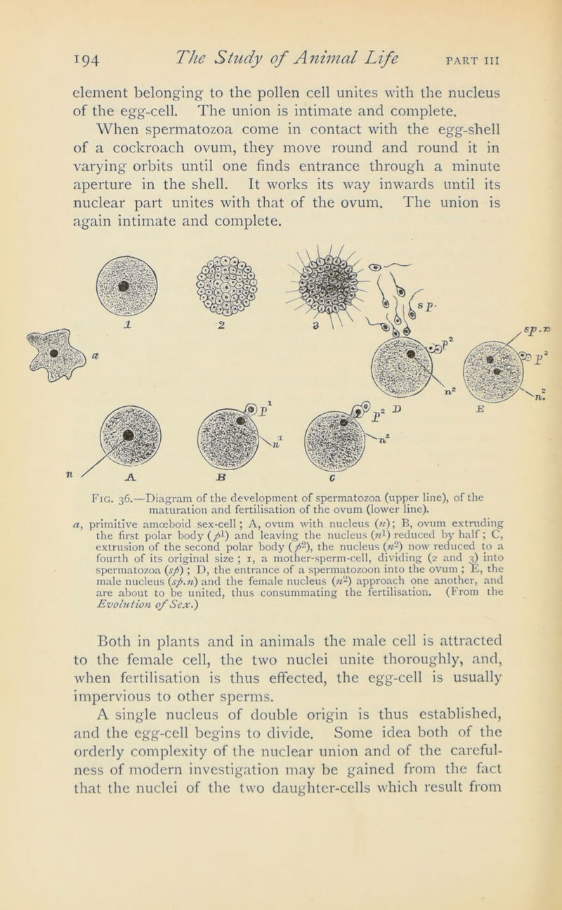 element belonging to the pollen cell unites with the nucleus of the egg-cell. The union is intimate and complete. When spermatozoa come in contact with the egg-shell of a cockroach ovum, they move round and round it in varying orbits until one finds entrance through a minute aperture in the shell. It works its way inwards until its nuclear part unites with that of the ovum. The union is again intimate and complete. 2 c Fig. 36.—Diagram of the development of spermatozoa (upper line), of the maturation and fertilisation of the ovum (lower line). a, primitive amoeboid sex-cell; A, ovum with nucleus («); B, ovum extruding the first polar body (p1) and leaving the nucleus (m1) reduced by half; C, extrusion of the second polar body (/2), the nucleus («2) now reduced to a fourth of its original size ; 1, a mother-sperm-cell, dividing (2 and 3) into spermatozoa (sp) ; D, the entrance of a spermatozoon into the ovum ; E, the male nucleus {sp.11) and the female nucleus («2) approach one another, and are about to be united, thus consummating the fertilisation. (From the Evolution of Sex.) Both in plants and in animals the male cell is attracted to the female cell, the two nuclei unite thoroughly, and, when fertilisation is thus effected, the egg-cell is usually impervious to other sperms. A single nucleus of double origin is thus established, and the egg-cell begins to divide. Some idea both of the orderly complexity of the nuclear union and of the careful- ness of modern investigation may be gained from the fact that the nuclei of the two daughter-cells which result from