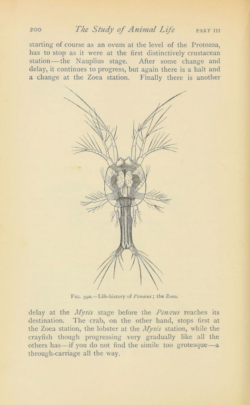 starting of course as an ovum at the level of the Protozoa, has to stop as it were at the first distinctively crustacean station — the Nauplius stage. After some change and delay, it continues to progress, but again there is a halt and a change at the Zoea station. Finally there is another Fig. 39a.—Life-history of Peneeus; the Zoea. delay at the My sis stage before the Tenants reaches its destination. The crab, on the other hand, stops first at the Zoea station, the lobster at the Mysis station, while the crayfish though progressing very gradually like all the others has—if you do not find the simile too grotesque—a through-carriage all the way.