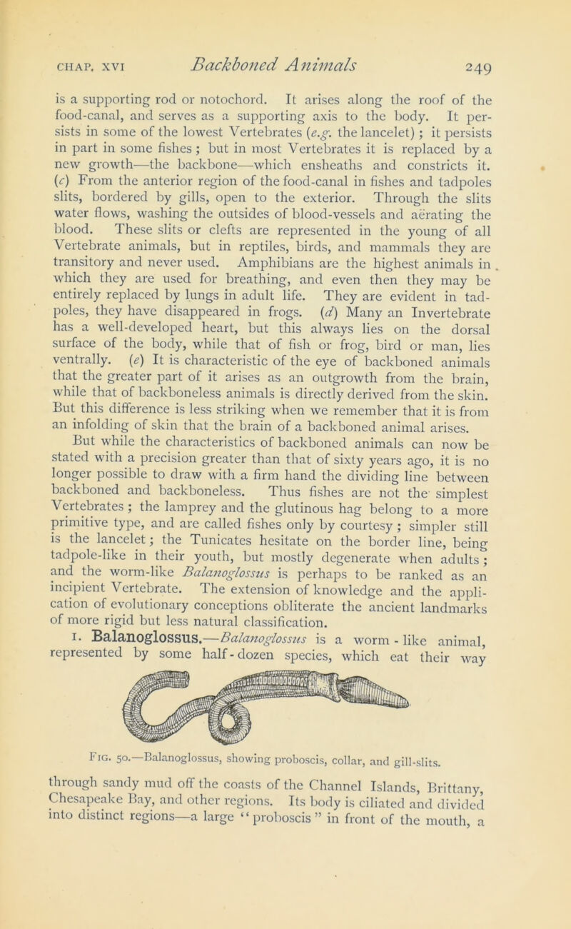 is a supporting rod or notochord. It arises along the roof of the food-canal, and serves as a supporting axis to the body. It per- sists in some of the lowest Vertebrates (e.g. the lancelet); it persists in part in some fishes ; but in most Vertebrates it is replaced by a new growth—the backbone—which ensheaths and constricts it. (c) From the anterior region of the food-canal in fishes and tadpoles slits, bordered by gills, open to the exterior. Through the slits water flows, washing the outsides of blood-vessels and aerating the blood. These slits or clefts are represented in the young of all Vertebrate animals, but in reptiles, birds, and mammals they arc transitory and never used. Amphibians are the highest animals in which they are used for breathing, and even then they may be entirely replaced by lungs in adult life. They are evident in tad- poles, they have disappeared in frogs. (d) Many an Invertebrate has a well-developed heart, but this always lies on the dorsal surface of the body, while that of fish or frog, bird or man, lies ventrally. (e) It is characteristic of the eye of backboned animals that the greater part of it arises as an outgrowth from the brain, while that of backboneless animals is directly derived from the skin. But this difference is less striking when we remember that it is from an infolding of skin that the brain of a backboned animal arises. But while the characteristics of backboned animals can now be stated with a precision greater than that of sixty years ago, it is no longer possible to draw with a firm hand the dividing line between backboned and backboneless. Thus fishes are not the simplest Vertebrates; the lamprey and the glutinous hag belong to a more primitive type, and are called fishes only by courtesy ; simpler still is the lancelet j the Tunicates hesitate on the border line, being tadpole-like in their youth, but mostly degenerate when adults ; and the worm-like Ba/anoglossus is perhaps to be ranked as an incipient Vertebrate. The extension of knowledge and the appli- cation of evolutionary conceptions obliterate the ancient landmarks of more rigid but less natural classification. 1. Balanoglossus.—Balanoglossus is a worm - like animal, represented by some half-dozen species, which eat their way Fig. 50.—Balanoglossus, showing proboscis, collar, and gill-slits. through sandy mud off the coasts of the Channel Islands, Brittany, Chesapeake Bay, and other regions. Its body is ciliated and divided into distinct regions—a large “proboscis” in front of the mouth, a