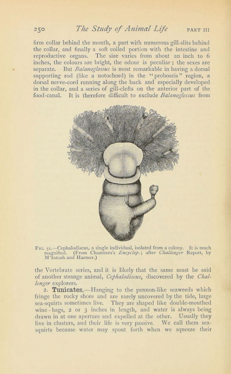 firm collar behind the mouth, a part with numerous gill-slits behind the collar, and finally a soft coiled portion with the intestine and reproductive organs. The size varies from about an inch to 6 inches, the colours are bright, the odour is peculiar ; the sexes are separate. But Balanoglossus is most remarkable in having a dorsal supporting rod (like a notochord) in the “proboscis” region, a dorsal nerve-cord running along the back and especially developed in the collar, and a series of gill-clefts on the anterior part of the food-canal. It is therefore difficult to exclude Balanoglossus from Fig. 51.—Cephalodiscus, a single individual, isolated from a colony. It is much magnified. (From Chambers’s Encyclop.\ after Challenger Report, by M'Intosh and Harmer.) the Vertebrate series, and it is likely that the same must be said of another strange animal, Cephalodiscus, discovered by the Chal- lenger explorers. 2. Tunicates.—Hanging to the pennon-like seaweeds which fringe the rocky shore and are rarely uncovered by the tide, large sea-squirts sometimes live. They are shaped like double-mouthed wine - bags, 2 or 3 inches in length, and water is always being drawn in at one aperture and expelled at the other. Usually they live in clusters, and their life is very passive. We call them sea- squirts because water may spout forth when we squeeze their