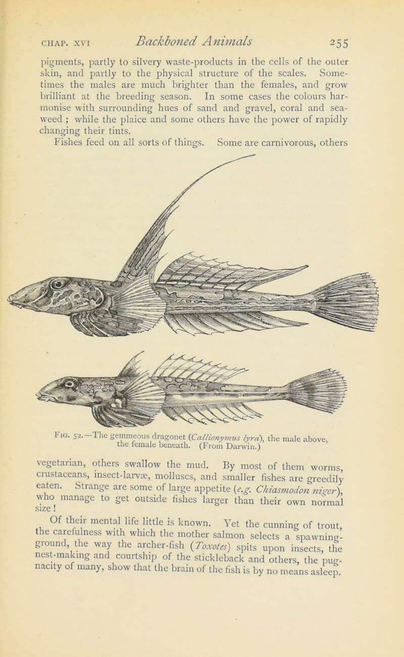 pigments, partly to silvery waste-products in the cells of the outer skin, and partly to the physical structure of the scales. Some- times the males are much brighter than the females, and grow brilliant at the breeding season. In some cases the colours har- monise with surrounding hues of sand and gravel, coral and sea- weed ; while the plaice and some others have the power of rapidly changing their tints. Fishes feed on all sorts of things. Some are carnivorous, others 1'IQ' S2- 1 he gemmeous dragonet (Callionymus lyra), the male above, the female beneath. (From Darwin.) vegetarian, others swallow the mud. By most of them worms, ciustaceans, insect-larvae, molluscs, and smaller fishes are greedily eaten. Strange are some of large appetite {e.g. Chiasmodon niger\ who manage to get outside fishes larger than their own normal size! , ^ th,e“ ment^ J^tle *s known. Yet the cunning of trout, the carefulness with which the mother salmon selects a spawning- ground, the way the archer-fish (Taxotes) spits upon insects, the nest-makmg and courtship of the stickleback and others, the pug- nacity of many, show that the brain of the fish is by no means asleep
