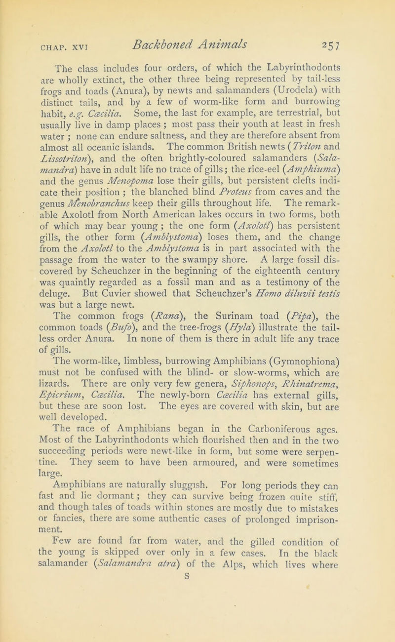 The class includes four orders, of which the Labyrinthodonts are wholly extinct, the other three being represented by tail-less frogs and toads (Anura), by newts and salamanders (Urodela) with distinct tails, and by a few of worm-like form and burrowing habit, e.g. Ccecilia. Some, the last for example, are terrestrial, but usually live in damp places ; most pass their youth at least in fresh water ; none can endure saltness, and they are therefore absent from almost all oceanic islands. The common British newts ( Triton and Lissotriton), and the often brightly-coloured salamanders (Sala- mandra) have in adult life no trace of gills; the rice-eel (Ampkiuma) and the genus Menoporjia lose their gills, but persistent clefts indi- cate their position ; the blanched blind Proteus from caves and the genus pfenobranchus keep their gills throughout life. The remark- able Axolotl from North American lakes occurs in two forms, both of which may bear young ; the one form (Axolotl) has persistent gills, the other form (Amblystoma) loses them, and the change from the Axolotl to the Amblystoma is in part associated with the passage from the water to the swampy shore. A large fossil dis- covered by Scheuchzer in the beginning of the eighteenth century was quaintly regarded as a fossil man and as a testimony of the deluge. But Cuvier showed that Scheuchzer’s Hoi?io diluvii testis was but a large newt. The common frogs (Rand), the Surinam toad (Pipa), the common toads (Btifo), and the tree-frogs (Hylci) illustrate the tail- less order Anura. In none of them is there in adult life any trace of gills. The worm-like, limbless, burrowing Amphibians (Gymnophiona) must not be confused with the blind- or slow-worms, which are lizards. There are only very few genera, Siphonops, Rhinatrema, Epicrium, Ccecilia. The newly-born Ccecilia has external gills, but these are soon lost. The eyes are covered with skin, but are well developed. The race of Amphibians began in the Carboniferous ages. Most of the Labyrinthodonts which flourished then and in the two succeeding periods were newt-like in form, but some were serpen- tine. They seem to have been armoured, and were sometimes large. Amphibians are naturally sluggish. For long periods they can fast and lie dormant; they can survive being frozen quite stiff, and though tales of toads within stones are mostly due to mistakes or fancies, there are some authentic cases of prolonged imprison- ment. Few are found far from water, and the gilled condition of the young is skipped over only in a few cases. In the black salamander (Salamandra atra) of the Alps, which lives where S