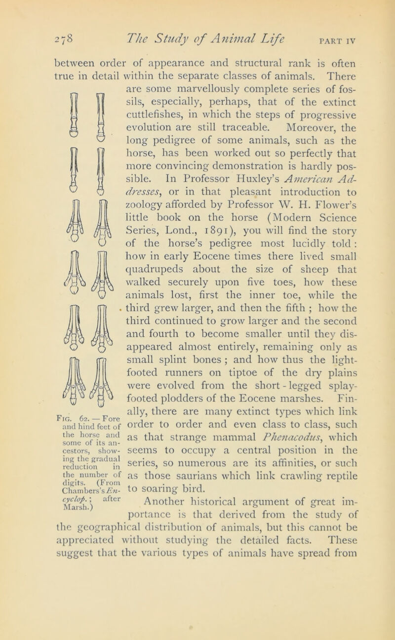 V between order of appearance and structural rank is often true in detail within the separate classes of animals. There are some marvellously complete series of fos- sils, especially, perhaps, that of the extinct cuttlefishes, in which the steps of progressive evolution are still traceable. Moreover, the long pedigree of some animals, such as the horse, has been worked out so perfectly that more convincing demonstration is hardly pos- sible. In Professor Huxley’s American Ad- dresses, or in that pleasant introduction to zoology afforded by Professor W. H. Flower’s little book on the horse (Modern Science Series, Lond., 1891), you will find the story of the horse’s pedigree most lucidly told : how in early Eocene times there lived small quadrupeds about the size of sheep that walked securely upon five toes, how these animals lost, first the inner toe, while the , third grew larger, and then the fifth ; how the third continued to grow larger and the second and fourth to become smaller until they dis- appeared almost entirely, remaining only as small splint bones ; and how thus the light- footed runners on tiptoe of the dry plains were evolved from the short - legged splay- footed plodders of the Eocene marshes. Fin- F ally, there are many extinct types which link and hind feet of order to order and even class to class, such the horse and as that strange mammal Phenacodus, which some of its an- ° . . 7. cestors, show- seems to occupy a central position in the reduct?onradUfn series? so numerous are its affinities, or such the number of as those saurians which link crawling reptile digits. (From . . , Chambers’sitM- to soaring bird. cycl°p.\ after Another historical argument of great im- portance is that derived from the study of the geographical distribution of animals, but this cannot be appreciated without studying the detailed facts. These suggest that the various types of animals have spread from