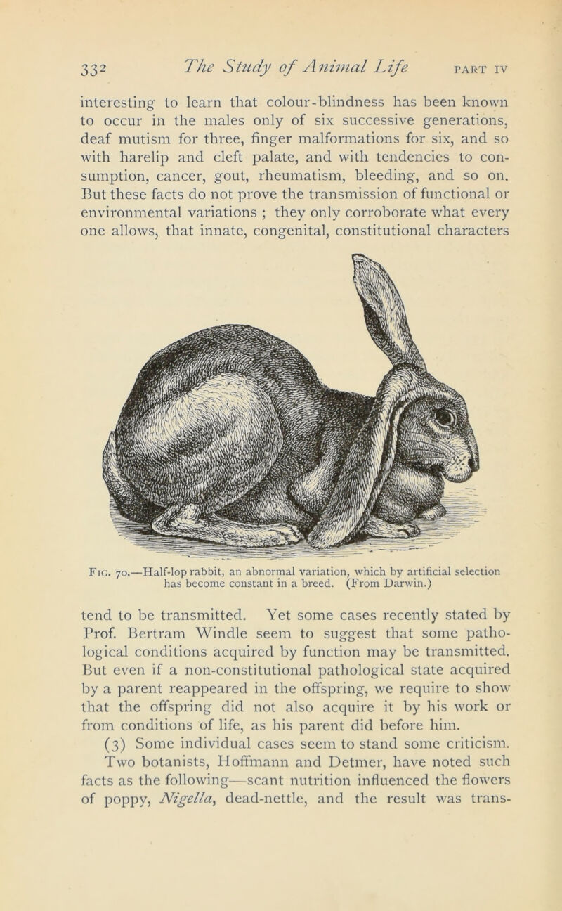 interesting to learn that colour-blindness has been known to occur in the males only of six successive generations, deaf mutism for three, finger malformations for six, and so with harelip and cleft palate, and with tendencies to con- sumption, cancer, gout, rheumatism, bleeding, and so on. But these facts do not prove the transmission of functional or environmental variations ; they only corroborate what every one allows, that innate, congenital, constitutional characters Fig. 70.—Half-lop rabbit, an abnormal variation, which by artificial selection has become constant in a breed. (From Darwin.) tend to be transmitted. Yet some cases recently stated by Prof. Bertram Windle seem to suggest that some patho- logical conditions acquired by function may be transmitted. But even if a non-constitutional pathological state acquired by a parent reappeared in the offspring, we require to show that the offspring did not also acquire it by his work or from conditions of life, as his parent did before him. (3) Some individual cases seem to stand some criticism. Two botanists, Hoffmann and Detmer, have noted such facts as the following—scant nutrition influenced the flowers of poppy, Nigella, dead-nettle, and the result was trans-