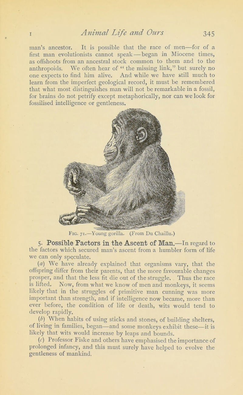 man’s ancestor. It is possible that the race of men—for of a first man evolutionists cannot speak—began in Miocene times, as offshoots from an ancestral stock common to them and to the anthropoids. We often hear of “ the missing link,” but surely no one expects to find him alive. And while we have still much to learn from the imperfect geological record, it must be remembered that what most distinguishes man will not be remarkable in a fossil, for brains do not petrify except metaphorically, nor can we look for fossilised intelligence or gentleness. Fig. 71.—Young gorilla. (From Du Chaillu.) 5. Possible Factors in the Ascent of Man.—In regard to the factors which secured man’s ascent from a humbler form of life we can only speculate. (a) We have already explained that organisms vary, that the offspring differ from their parents, that the more favourable changes prosper, and that the less fit die out of the struggle. Thus the race is lifted. Now, from what we know of men and monkeys, it seems likely that in the struggles of primitive man cunning was more important than strength, and if intelligence now became, more than ever before, the condition of life or death, wits would tend to develop rapidly. (/>) When habits of using sticks and stones, of building shelters, of living in families, began—and some monkeys exhibit these—it is likely that wits would increase by leaps and bounds. (c) Professor Fiske and others have emphasised the importance of prolonged infancy, and this must surely have helped to evolve the gentleness of mankind.