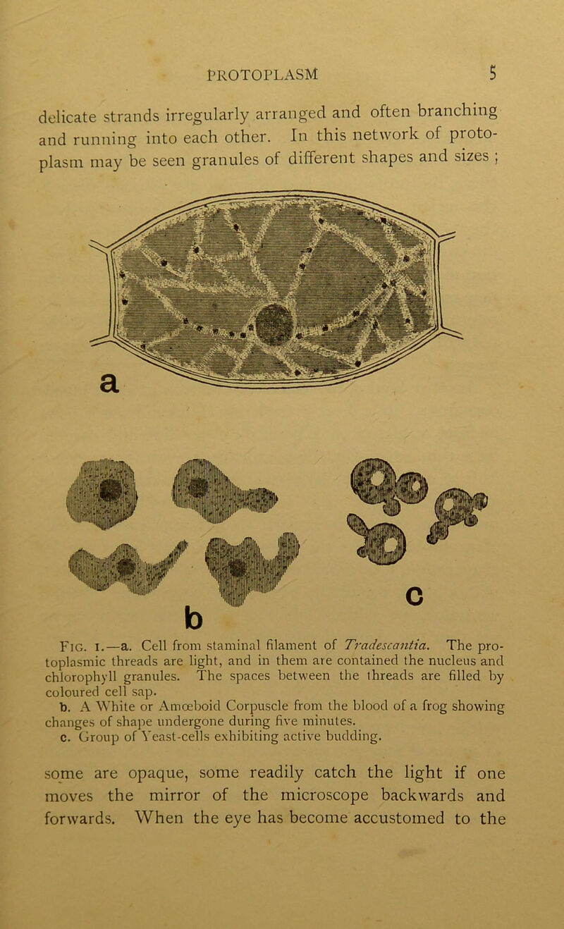 delicate strands irregularly arranged and often branching and running into each other. In this network of proto- plasm may be seen granules of different shapes and sizes , Fig. I.—a. Cell from staminal filament of Tradescantia. The pro- toplasmic threads are light, and in them are contained the nucleus and chlorophyll granules. The spaces between the threads are filled by coloured cell sap. b. A White or Amoeboid Corpuscle from the blood of a frog showing changes of shape undergone during five minutes. c. Croup of Yeast-cells exhibiting active budding. some are opaque, some readily catch the light if one moves the mirror of the microscope backwards and forwards. When the eye has become accustomed to the