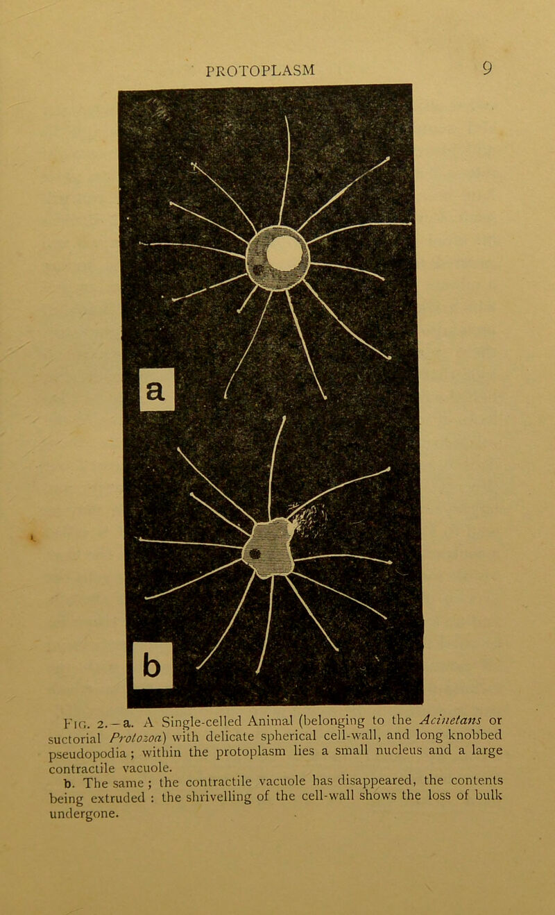 Fic. 2.-a. A Single-celled Animal (belonging to the Acinetans or suctorial Protozoa) with delicate spherical cell-wall, and long knobbed pseudopodia ; within the protoplasm lies a small nucleus and a large contractile vacuole. t). The same ; the contractile vacuole has disappeared, the contents being extruded : the shrivelling of the cell-wall shows the loss of bulk undergone.