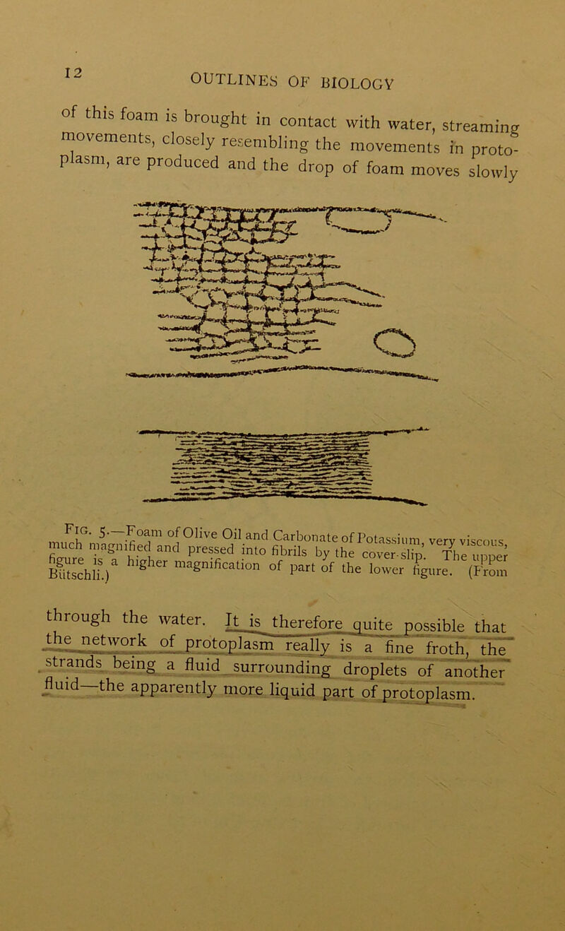 of this foam IS brought in contact with water, streaming movements, closely resembling the movements in proto^ plasm, are produced and the drop of foam moves slowly mucn magnihec and pressed into fibrils by the cover slin The unne^ ^’Jschh.)'' magnification of part of the lower figure. (From through the water. It is therefore quite possible that Ihe network of protopJasm really is a fine froth, thT strands being a fluid surrounding droplets of Tn^er fluid—the apparently more liquid part of protoplasm.''