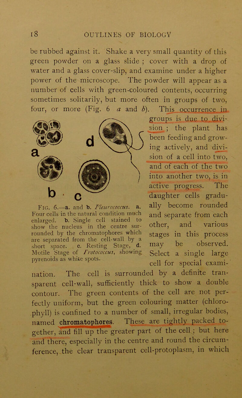 be rubbed against it. Shake a very small quantity of this green powder on a glass slide ; cover with a drop of water and a glass cover-slip, and examine under a higher power of the microscope. The powder will appear as a number of cells with green-coloured contents, occurring sometimes solitarily, but more often in groups of two, four, or more (Fig. 6 a and b). This occurrence in. groups is due tft^divi- ^sion ; the plant has been feeding and grow- ing actively, and divi- sion of a cell into two, and of each of the two into another two, is in active progress. The daughter cells gradu- ally become rounded and separate from each other, and various stages in this process may be observed. Select a single large cell for special exami- nation. The cell is surrounded by a definite tran- sparent cell-wall, sufficiently thick to show a double contour. The green contents of the cell are not per- fectly uniform, but the green colouring matter (chloro- phyll) is confined to a number of small, irregular bodies, named chromatophoj^ These are tightly packed to- gether, anTSTupThTgreater part of the cell ; but here and there, especially in the centre and round the circum- ference, the clear transparent cell-protoplasm, in which Fin. 6.—a. and b. Pleifococcus. a. Four cells in the natural condition much enlarged, b. .Single cell stained to show the nucleus in the centre sur- rounded by the chromatophores which are separated from the cell-wall by a short space. c. Resting Stage, d. Motile Stage of Frotococcus, showing pyrenoids as white spots.