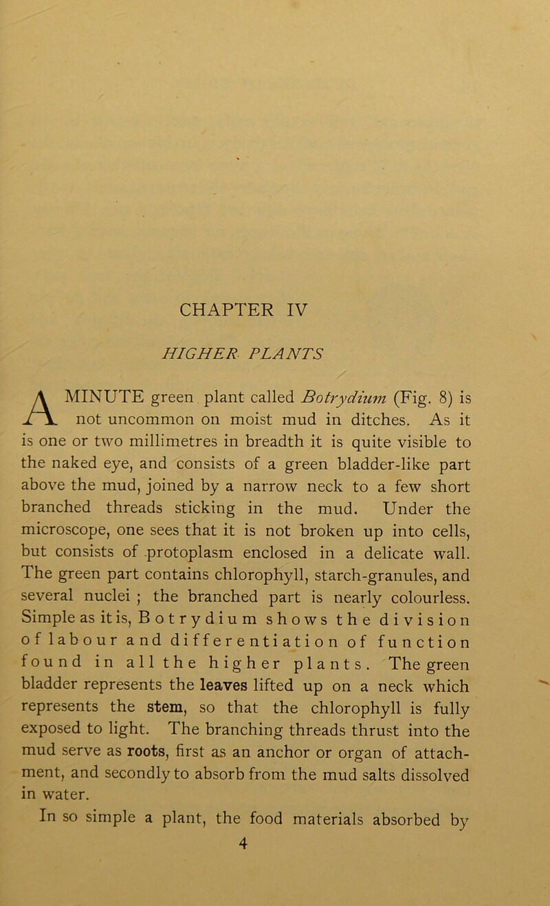 HIGHER- PLANTS MINUTE green plant called Botrydiiim (Fig. 8) is not uncommon on moist mud in ditches. As it is one or two millimetres in breadth it is quite visible to the naked eye, and consists of a green bladder-like part above the mud, joined by a narrow neck to a few short branched threads sticking in the mud. Under the microscope, one sees that it is not broken up into cells, but consists of protoplasm enclosed in a delicate wall. The green part contains chlorophyll, starch-granules, and several nuclei ; the branched part is nearly colourless. Simple asitis, Botrydium shows the division of labour and differentiation of function found in all the higher plants. The green bladder represents the leaves lifted up on a neck which represents the stem, so that the chlorophyll is fully exposed to light. The branching threads thrust into the mud serve as roots, first as an anchor or organ of attach- ment, and secondly to absorb from the mud salts dissolved in water. In so simple a plant, the food materials absorbed by 4