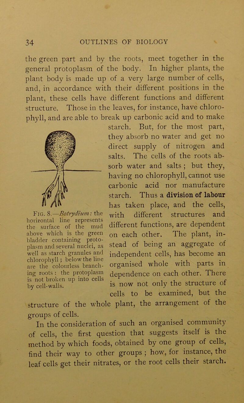 the green part and by the roots, meet together in the general protoplasm of the body. In higher plants, the plant body is made up of a very large number of cells, and, in accordance with their different positions in the plant, these cells have different functions and different structure. Those in the leaves, for instance, have chloro- phyll, and are able to break up carbonic acid and to make starch. But, for the most part, they absorb no water and get no direct supply of nitrogen and salts. The cells of the roots ab- sorb water and salts ; but they, having no chlorophyll, cannot use carbonic acid nor manufacture starch. Thus a division of labour has taken place, and the cells, with different structures and different functions, are dependent on each other. The plant, in- stead of being an aggregate of independent cells, has become an organised whole with parts in dependence on each other. There is now not only the structure of cells to be examined, but the structure of the whole plant, the arrangement of the groups of cells. In the consideration of such an organised community of cells, the first question that suggests itself is the method by which foods, obtained by one group of cells, find their way to other groups ; how, for instance, the leaf cells get their nitrates, or the root cells their starch. Fig. 8.—Botrydium: the horizontal line represents the surface of the mud above which is the green bladder containing proto- plasm and several nuclei, as well as starch granules and chlorophyll; below the line are the colourless branch- ing roots : the protoplasm is not broken up into cells by cell-walls.