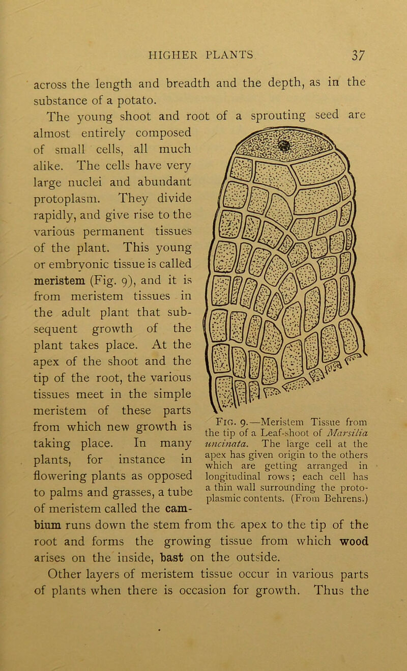 across the length and breadth and the depth, as in the substance of a potato. The young shoot and root of a sprouting seed are almost entirely composed of small cells, all much alike. The cells have very large nuclei and abundant protoplasm. They divide rapidly, and give rise to the various permanent tissues of the plant. This young or embryonic tissue is called meristem (Fig. 9), and it is from meristem tissues in the adult plant that sub- sequent growth of the plant takes place. At the apex of the shoot and the tip of the root, the various tissues meet in the simple meristem of these parts from which new growth is taking place. In many plants, for instance in flowering plants as opposed to palms and grasses, a tube of meristem called the cam- bium runs down the stem from the apex to the tip of the root and forms the growing tissue from which wood arises on the inside, bast on the outside. Other layers of meristem tissue occur in various parts of plants when there is occasion for growth. Thus the Fio. 9.—Meristem Tissue from the tip of a Leaf-shoot of Marsilia uncinaia. The large cell at the ape.K has given origin to the others which are getting arranged in longitudinal rows; each cell has a thin wall surrounding the proto- plasmic contents. (From Behrens.)