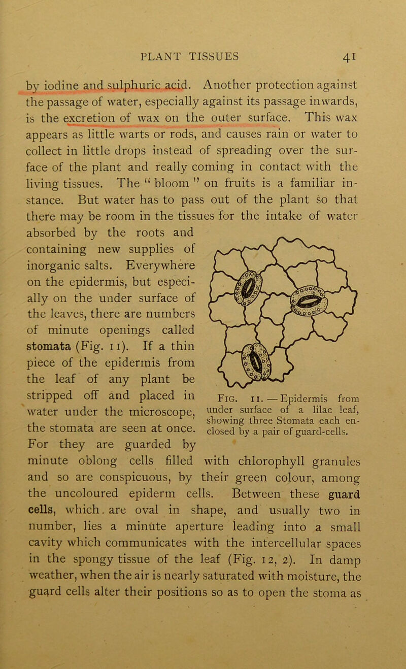 by iodine and sulphuric acid. Another protection against the passage of water, especially against its passage inwards, is the excretion of wax on the outer surface. This wax appears as little warts or rods, and causes rain or water to collect in little drops instead of spreading over the sur- face of the plant and really coming in contact with the living tissues. The “ bloom ” on fruits is a familiar in- stance. But water has to pass out of the plant so that there may be room in the tissues for the intake of water absorbed by the roots and containing new supplies of inorganic salts. Everywhere on the epidermis, but especi- ally on the under surface of the leaves, there are numbers of minute openings called stomata (Fig. ii). If a thin piece of the epidermis from the leaf of any plant be stripped off and placed in water under the microscope, the stomata are seen at once. For they are guarded by minute oblong cells filled with chlorophyll granules and so are conspicuous, by their green colour, among the uncoloured epiderm cells. Between these guard cells, which, are oval in shape, and usually two in number, lies a minute aperture leading into a small cavity which communicates with the intercellular spaces in the spongy tissue of the leaf (Fig. 12, 2). In damp weather, when the air is nearly saturated with moisture, the guard cells alter their positions so as to open the stoma as Fig. II.—Epidermis from under surface of a lilac leaf, showing three Stomata each en- closed by a pair of guard-cells.