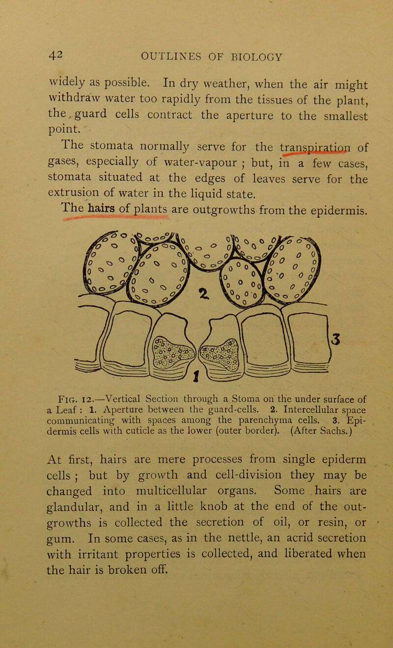 widely as possible. In dry weather, when the air might withdraw water too rapidly from the tissues of the plant, the,guard cells contract the aperture to the smallest point. The stomata normally serve for the tTanspiration of gases, especially of water-vapour ; but, in a few cases, stomata situated at the edges of leaves serve for the extrusion of water in the liquid state. The hairs of plants are outgrowths from the epidermis. Fig. 12.—Vertical Section through a Stoma on the under surface of a Leaf : 1. Aperture between the guard-cells. 2. Intercellular space communicating with spaces among the parenchyma cells. 3. Epi- dermis cells with cuticle as the lower (outer border). (After Sachs.) At first, hairs are mere processes from single epiderm cells ; but by growth and cell-division they may be changed into multicellular organs. Some hairs are glandular, and in a little knob at the end of the out- growths is collected the secretion of oil, or resin, or gum. In some cases, as in the nettle, an acrid secretion with irritant properties is collected, and liberated when the hair is broken off.