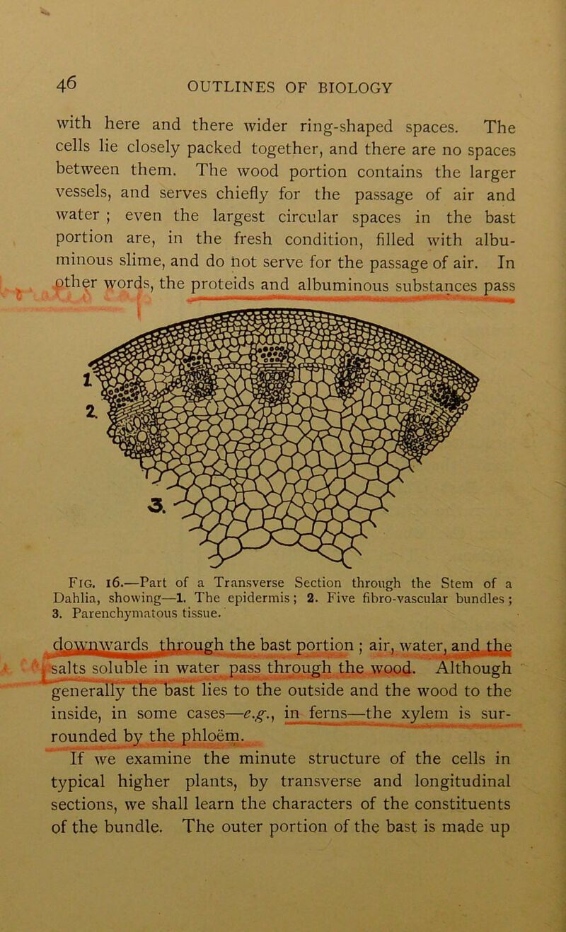 with here and there wider ring-shaped spaces. The cells lie closely packed together, and there are no spaces between them. The wood portion contains the larger vessels, and serves chiefly for the passage of air and water ; even the largest circular spaces in the bast portion are, in the fresh condition, filled with albu- minous slime, and do not serve for the passage of air. In pther words, the proteids and albuminous substances pass Fig. i6.—Part of a Transverse Section through the Stem of a Dahlia, showing—1. The epidermis; 2. Five fibro-vascular bundles; 3. Parenchymatous tissue. the bast portion ; air, water, and th^ f^l^salts soluble in water pas^ through the wood- Although generally flie bast lies to the outside and the wood to the inside, in some cases—in ferns—the xylem is sur- rounded 1^ the phloem. If we examine the minute structure of the cells in typical higher plants, by transverse and longitudinal sections, we shall learn the characters of the constituents of the bundle. The outer portion of the bast is made up