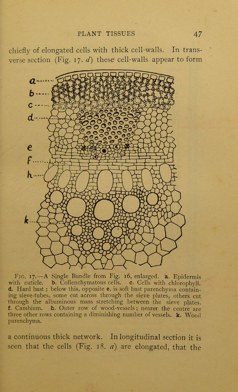 chiefly of elongated cells with thick cell-walls. In trans- verse section (Fig. iJ. d) these cell-walls appear to form Fio. 17.—A Single Bundle from Fig. 16, enlarged, a. Epidermis with cuticle, to. Collenchymatous cells, c. Cells with chlorophyll, d. Hard bast ; below this, opposite e, is soft bast parenchyma contain- ing sieve-tubes, some cut across through the sieve plates, others cut through the albuminous mass stretching between the .sieve plates, f. Cambium, h. Outer row of wood-vessels; nearer the centre are three other rows containing a diminishing number of vessels, k. Wood parenchyma. a continuous thick network. In longitudinal section it is seen that the cells (Fig. 18. a) are elongated, that the