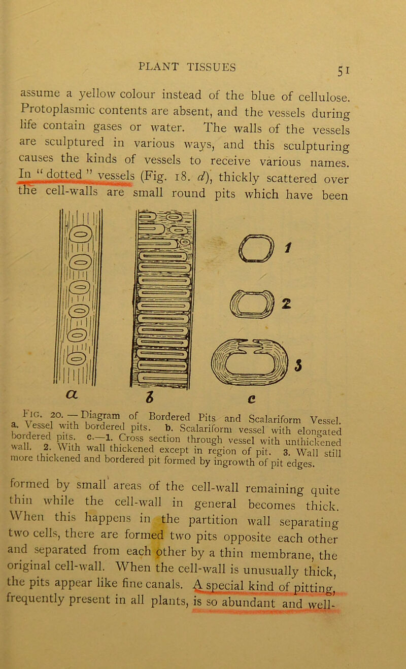 assume a yellow colour instead of the blue of cellulose. Protoplasmic contents are absent, and the vessels during life contain gases or water. The walls of the vessels are sculptured in various ways, and this sculpturing causes the kinds of vessels to receive various names. In “ dotted ” vessels (Fig. 18. d), thickly scattered over fhb cell-walls are small round pits which have been . Pits and Scalariform Vessel. . \essel \\ith bordered pits. b. Scalariform vessel with elongated Ordered pits ^ through vessel with unthickened wall. 2. With wall thickened except m region of pit. 3. Wall still more thickened and bordered pit formed by ingrowth of pit edges formed by small areas of the cell-wall remaining quite thin while the cell-wall in general becomes thick. When this happens in the partition wall separating two cells, there are formed two pits opposite each other and separated from each other by a thin membrane, the original cell-wall. When the cell-wall is unusually thick, the pits appear like fine canals. ^ special kind of pitting, frequently present in all plants, is so abundant and well-