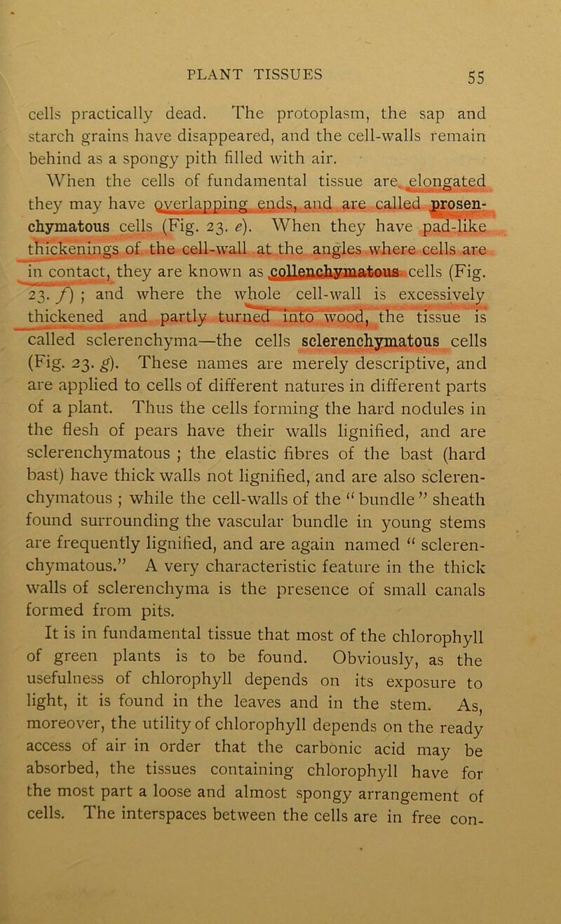 cells practically dead. The protoplasm, the sap and starch grains have disappeared, and the cell-walls remain behind as a spongy pith filled with air. When the cells of fundamental tissue are. elongated iTiin-1 •• they may have overlapping ends, and.are. called.^osen- chymatous cells (Fig. 23. e). When they have pad^ike tliicken^yigs of the cell-wall at .the., angles .where cells are in contact, they are known as e9^^ncli3gjnat.o.nii..re]].s (Fig. 23. f) ; and where the whole cell-wall is excessively thickened and partly turned', m^wooB, the tissue is called sclerenchyma—the cells sclerenchymatons cells (Fig. 23. ^). These names are merely descriptive, and are applied to cells of different natures in different parts of a plant. Thus the cells forming the hard nodules in the flesh of pears have their walls lignified, and are sclerenchymatous ; the elastic fibres of the bast (hard bast) have thick walls not lignified, and are also scleren- chymatous ; while the cell-walls of the “ bundle ” sheath found surrounding the vascular bundle in young stems are frequently lignified, and are again named “ scleren- chymatous.” A very characteristic feature in the thick walls of sclerenchyma is the presence of small canals formed from pits. It is in fundamental tissue that most of the chlorophyll of green plants is to be found. Obviously, as the usefulness of chlorophyll depends on its exposure to light, it is found in the leaves and in the stem. As, moreover, the utility of chlorophyll depends on the ready access of air in order that the carbonic acid may be absorbed, the tissues containing chlorophyll have for the most part a loose and almost spongy arrangement of cells. The interspaces between the cells are in free con-