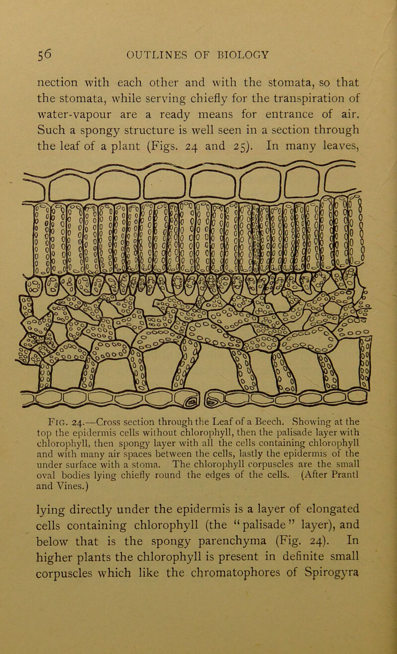 nection with each other and with the stomata, so that the stomata, while serving chiefly for the transpiration of water-vapour are a ready means for entrance of air. Such a spongy structure is well seen in a section through the leaf of a plant (Figs. 24 and 25). In many leaves, Fig. 24.—Cross section through the Leaf of a Beech. Showing at the top the epidermis cells without chlorophyll, then the palisade layer with chlorophyll, then spongy layer with all the cells containing chlorophyll and with many air spaces between the cells, lastly the epidermis of the under surface with a stoma. The chlorophyll corpuscles are the small oval bodies lying chiefly round the edges of the cells. (After Prantl and Vines.) lying directly under the epidermis is a layer of elongated cells containing chlorophyll (the “ palisade ” layer), and below that is the spongy parenchyma (Fig. 24). In higher plants the chlorophyll is present in definite small corpuscles which like the chromatophores of Spirogyra