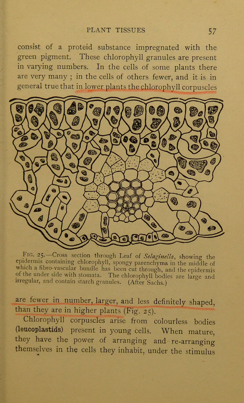 consist of a proteid substance impregnated with the green pigment. These chlorophyll granules are present in varjdng numbers. In the cells of some plants there are very many ; in the cells of others fewer, and it is in general true that in lower plants the chlorophyll corpuscles Fig. 25. Cross section through Leaf of Selaginella, showing the epidermis containing chlorophyll, spongy parenchyma in the middle of which a fibro-yascular bundle has been cut through, and the epidermis of the under side with stomata. The chlorophyll bodies are lar<re and irregular, and contain starch granules. (After Sachs.) are Jewer in number, larger, and less definitely shaped, than they are in higher plants (Fig. 2i^). Chlorophyll corpuscles arise from colourless bodies (leucoplastids) present in young cells. When mature, they have the power of arranging and re-arranging themseh”es in the cells they inhabit, under the stimulus