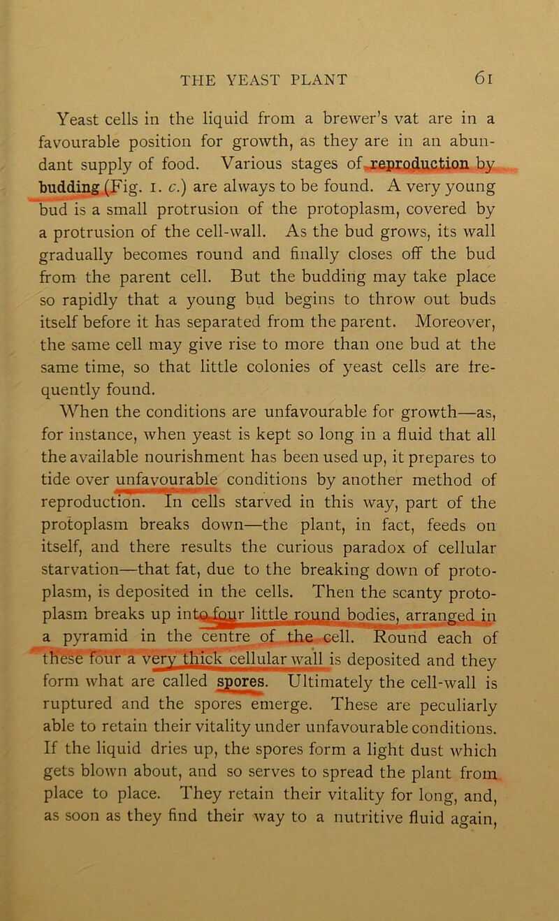 Yeast cells in the liquid from a brewer’s vat are in a favourable position for growth, as they are in an abun- dant supply of food. Various stages of budding .(pig. i. c.) are always to be found. A very young bud is a small protrusion of the protoplasm, covered by a protrusion of the cell-wall. As the bud grows, its wall gradually becomes round and finally closes off the bud from the parent cell. But the budding may take place so rapidly that a young bud begins to throw out buds itself before it has separated from the parent. Moreover, the same cell may give rise to more than one bud at the same time, so that little colonies of yeast cells are fre- quently found. When the conditions are unfavourable for growth—as, for instance, when yeast is kept so long in a fluid that all the available nourishment has been used up, it prepares to tide over unfavourable conditions by another method of reproduction. In cells starved in this way, part of the protoplasm breaks down—the plant, in fact, feeds on itself, and there results the curious paradox of cellular starvation—that fat, due to the breaking down of proto- plasm, is deposited in the cells. Then the scanty proto- plasm breaks up intoJ^r little round bodies, arranged in a pyramid in the centre the.-cell. Round each of tK'^l^r'aVerv^lllick cellular wall is deposited and they form what are called scores. Ultimately the cell-wall is ruptured and the spores emerge. These are peculiarly able to retain their vitality under unfavourable conditions. If the liquid dries up, the spores form a light dust which gets blown about, and so serves to spread the plant from, place to place. They retain their vitality for long, and, as soon as they find their way to a nutritive fluid again.
