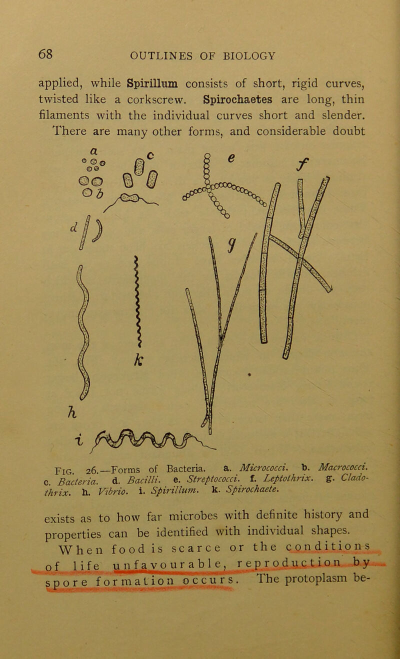 applied, while Spirillum consists of short, rigid curves, twisted like a corkscrew. Spirochaetes are long, thin filaments with the individual curves short and slender. There are many other forms, and considerable doubt 26. Forms of Bacteria. a. Micrococci, b. Macrococci. c. Bacteria, d. Bacilli, e. Streptococci, f. Leptothrix. g. Clado- thrix. b. Vibrio, i. Spirillum, k. Sptrochaete. exists as to how far microbes Avith definite history and properties can be identified with individual shapes. When food is scarce or the conditions of life unfavourable, r e p r p^d yet i o n by. spore formation occurs. The protoplasm be-