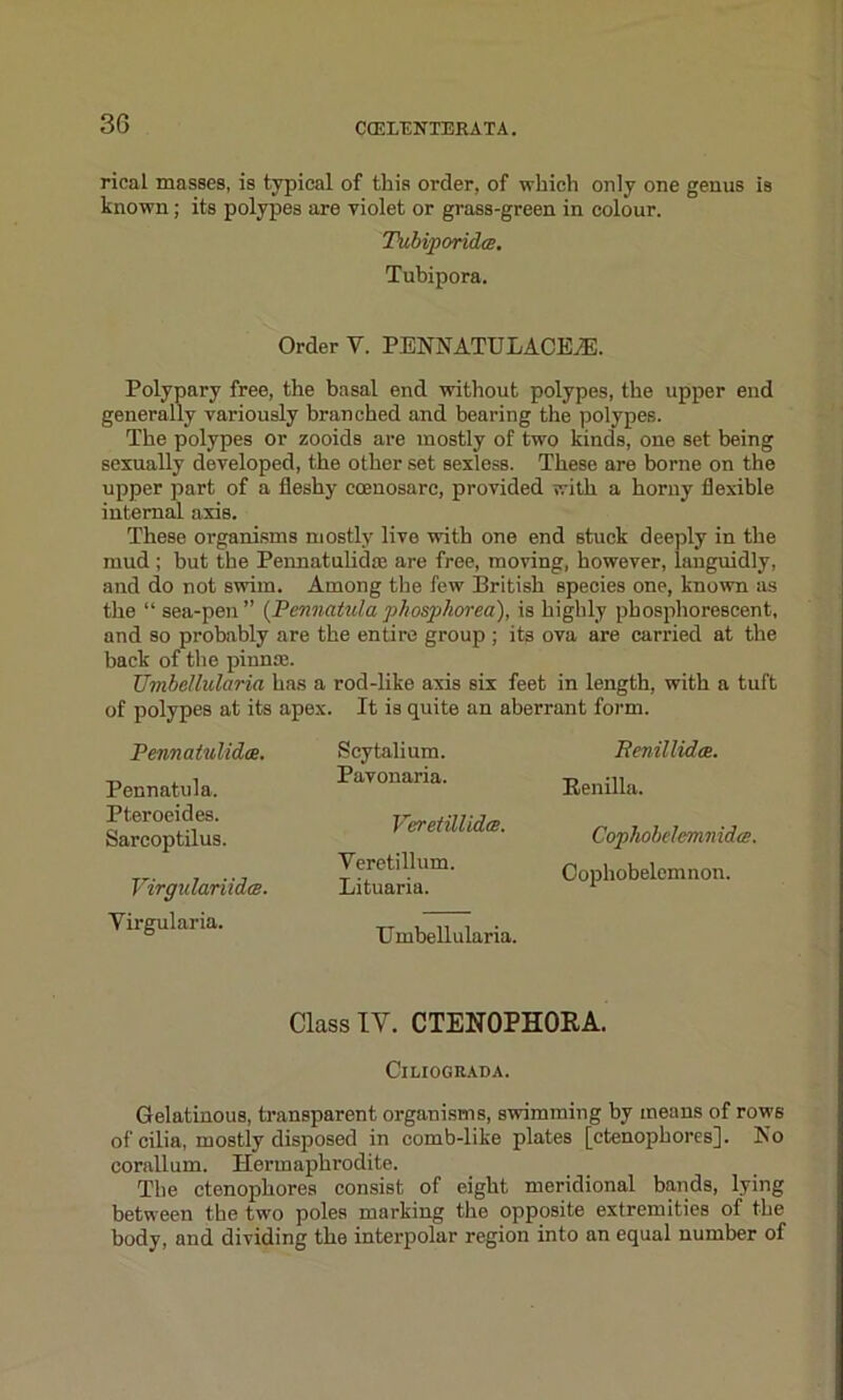 rieal masses, is typical of this order, of which only one genus is known; its polypes are violet or grass-green in colour. Tubiporida. Tubipora. Order V. PENNATULACEiE. Polypary free, the basal end without polypes, the upper end generally variously branched and bearing the polypes. The polypes or zooids are mostly of two kinds, one set being sexually developed, the other set sexless. These are borne on the upper part of a fleshy coenosarc, provided with a horny flexible internal axis. These organisms mostly live with one end 6tuck deeply in the mud ; but the Pennatulidas are free, moving, however, languidly, and do not swim. Among the few British species one, known as the “sea-pen” (Pennatulaphosphorea), is highly phosphorescent, and so probably are the entire group ; its ova are carried at the back of the pinnre. Uvibcllularia has a rod-like axis six feet in length, with a tuft of polypes at its apex. It is quite an aberrant form. Pennalulidce. Pennatula, Pteroeides. Sarcoptilus. VirgulariidcB. Yirgularia. Scytalium. Pavonaria. Veretillida. Yeretillum. Lituaria. Umbellularia. Renillidce. Benilla. Cophobdemn idte. Cophobelemnon. Class IY. CTENOPHORA. ClLIOQRADA. Gelatinous, transparent organisms, swimming by means of rows of cilia, mostly disposed in comb-like plates [ctenophores]. No corallum. Hermaphrodite. The ctenophores consist of eight meridional bands, lying between the two poles marking the opposite extremities of the body, and dividing the interpolar region into an equal number of