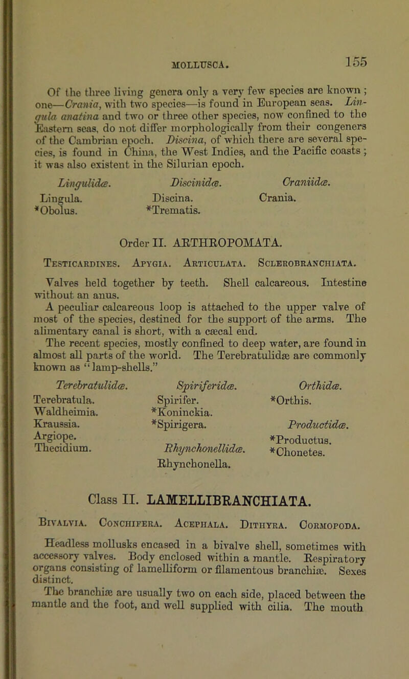 Of the three living genera only a very few species are known ; one—Crania, with two species—is found in European seas. Lin- gula anatina and two or three other species, now confined to the Eastern seas, do not differ morphologically from their congeners of the Cambrian epoch. Discina, of which there are several spe- cies, is found in China, the West Indies, and the Pacific coasts ; it was also existent in the Silurian epoch. Lingulide. Discinidte. Craniidce. Lingula. Discina. Crania. *Obolus. *Trematis. Order II. ARTHROPOMATA. TeSTICARDINES. ApyGIA. ArTICULATA. SCLEROBRANCHIATA. Valves held together by teeth. Shell calcareous. Intestine without an anus. A peculiar calcareous loop is attached to the upper valve of most of the species, destined for the support of the arms. The alimentary canal is short, with a cffical end. The recent species, mostly confined to deep water, are found in almost all parts of the world. The Terebratulidse are commonly known as “lamp-shells.” Terebratulidce. Terebratula. Waldheimia. Kraussia. Argiope. Thecidium. Spiriferidts. Spirifer. *Koninckia. *Spirigera. BhynchonelUdts. Rhynchonella. Orthidcs. *Orthis. ProductidtB. *Productus. *Chonetes. Class II. LAMELLIBRANCHIATA. Bivalvia. Conchifera. Acepiiala. Ditiiyra. Cormopoda. Headless mollusks encased in a bivalve shell, sometimes with accessory valves. Body enclosed within a mantle. Respiratory organs consisting of lamelliform or filamentous branchiaj. Sexes distinct. The branchiae are usually two on each side, placed between the mantle and the foot, and well supplied with cilia. The mouth