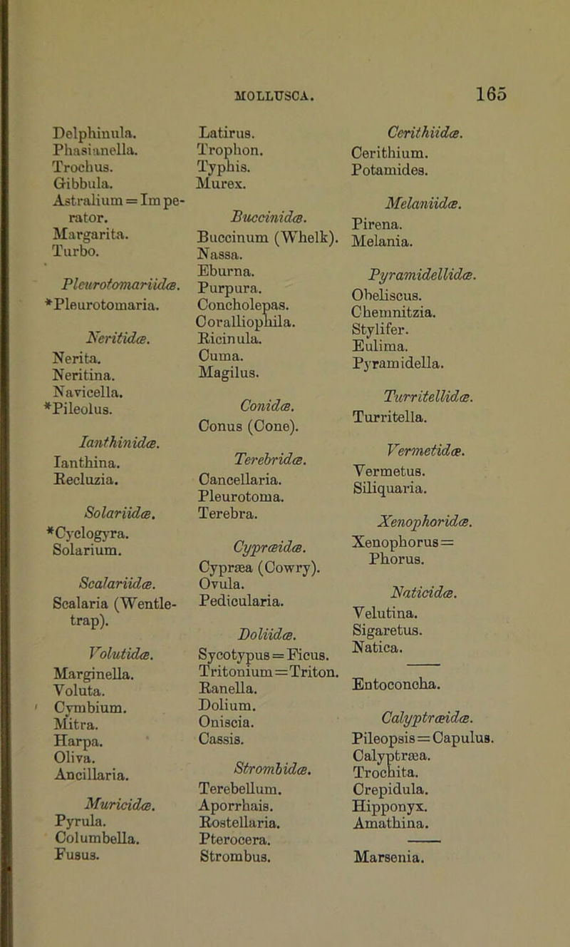 Delphinula. Phasianella. Trochus. Gibbula. Astralium = Im pe- rator. Margarita. Turbo. Plcurofomariidm. *Pleurotomaria. Neritidce. Nerita. Neritina. N&vicella. *Pileolus. IanthinidcB. Ianthina. Recluzia. Solar iidte. *Cyclogyra. Solarium. Scalariidm. Scalaria (Wentle- trap). Volutida. Marginella. Voluta. ' Cymbium. Mitra. Harpa. Oliva. Ancillaria. Muritidce. Pyrula. Columbella. FU8U3. Latirus. Tropbon. Typkis. Murex. Buccinida. Buccinum (Whelk). Nassa. Eburna. Purpura. Concholepas. Coralliophila. Ricinula. Ouma. Magilus. Conidcs. Conus (Cone). Terebridts. Cancellaria. Pleurotoma. Terebra. Cyprmdee. Cyprtea (Cowry). Ovula. Pedicularia. Doliidce. Sycotypus = Ficus. Tritonium=Triton. Ranella. Dolium. Oniscia. Cassis. Stromlidce. Terebellum. Aporrhais. Rostellaria. Pterocera. Strombus. CcrithiidcB. Cerithium. Potamides. Melaniidm. Pirena. Melania. Pyramidellidai. Obeliscus. Chemnitzia. Stylifer. Eulima. Pyramidella. Turritellidce. Turritella. Vermetidep. Yermetus. Siliquaria. Xenophoridm. Xenophorus= Phorus. Natiddce. Velutina. Sigaretus. Natica. Entoconoha. Calyptrceidcs. Pileopsis = Capulus. Calyptraea. Trocnita. Crepidula. Hipponyx. Amathina. Marsonia.