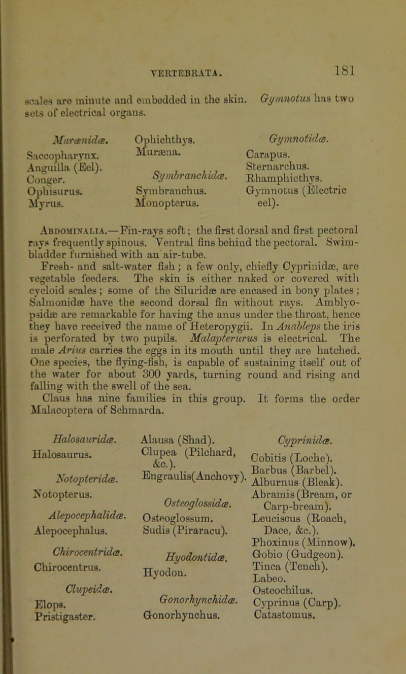 scales are minute and embedded in the skin. Gymnotus has two sets of electrical organs. Mtcreenida. Saccopharynx. Anguilla (Eel). Conger. Opbisurus. Myrus. Ophichthys. Mursena. Symbranchkhs. Symbranchus. Monopterus. Gymnotida. Carapus. Sternarchus. Rhamphicthys. Gymnotus (Electric eel). Abdomixalia.—Pin-rays soft; the first dorsal and first pectoral rays frequently spinous. Ventral fins behind the pectoral. Swim- bladder furnished with an air-tube. Fresh- and salt-water fish ; a few only, chiefly Cyprinidce, are vegetable feeders. The skin is either naked or covered with cycloid scales ; some of the Siluridas are encased in bony plates ; Salmonidas have the second dorsal fin without rays. Amblyo- psidae are remarkable for having the anus under the throat, hence they have received the name of Heteropygii. In Anahleps the iris is perforated by two pupils. Malaptemrus is electrical. The male Arius carries the eggs in its mouth until they are hatched. One species, the flying-fish, is capable of sustaining itself out of the water for about 800 yards, turning round and rising and falling with the swell of the sea. Claus has nine families in this group. It forms the order Malacoptera of Schmarda. Hcilosauridce. Halosaurus. Notopteridce. Notopterus. Alepocephalidce. Alepocephalus. Chirocentridce. Chirocentrus. ClupeidcB. Elops. Pristigaster. Alausa (Shad). Clupea (Pilchard, &c.). Engraulis( Anchovy). Osteoglossidce. Osteoglossum. Sudis (Piraracu). Hyodontidts. Hyodon. Gonorkynchidee. Gonorhynchus. Cyprinidce. Cobitis (Loche). Barbus (Barbel). Alburnus (Bleak). Abramis (Bream, or Carp-bream). Leueiscus (Roach, Dace, &c.). Phoxinus (Minnow). Gobio (Gudgeon). Tinea (Tench). Labeo. Osteochilus. Cyprinus (Carp). Catastomus.