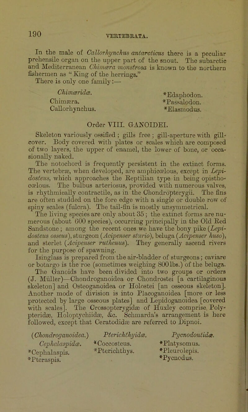 In the male of Callorhynchus antarcticus there is a peculiar prehensile organ on the upper part of the snout. The subarctic and Mediterranean Chimera monstrosa is known to the northern fishermen as “ King of the herrings.” There is only one family:— ChimceridcB. *Edaphodon. Chimtera. *Passalodon. Callorhynchus. *Elasmodus. Order VIII. GANOIDEI. Skeleton variously ossified ; gills free ; gill-aperture with gill- cover. Body covered with plates or scales which are composed of two layers, the upper of enamel, the lower of bone, or occa- sionally naked. The notochord is frequently persistent in the extinct forms. The vertebra;, when developed, are ainphicoelous, except in Lepi- dosteus, which approaches the Reptilian type in being opistho- coelous. The bulbus arteriosus, provided with numerous valves, is rhythmically contractile, as in the Ohondropterygii. The fins are often studded on the fore edge with a single or double row of spiny scales (fulcra). The tail-fin is mostly unsymmetrical. The living species are only about 35 ; the extinct forms are nu- merous (about (iOO species), occurring principally in the Old Red Sandstone ; among the recent ones we have the bony pike (Lepi- dosteus osseus), sturgeon (Acipenser stwrio), beluga (Acipenser huso), and sterlet (Acipenser ruthenus). They generally ascend rivers for the purpose of spawning. Isinglass is prepared from the air-bladder of sturgeons; caviare orbotargo is the roe (sometimes weighing 800lbs.) of the beluga. The Ganoids have been divided into two groups or orders (J. Muller)—Chondroganoidea or Chondrostei [a cartilaginous skeleton] and Osteoganoidea or Holostei [an osseous skeleton]. Another mode of division is into Placoganoidea [more or less protected by large osseous plates] and Lepidoganoidea [covered with scales]. The Crossopterygidas of Huxley comprise. Poly- pteridae, Holoptychiidre, &c. Schmarda’s arrangement is here followed, except that Ceratodidce are referred to Dipnoi. (Chondroganoidea.) Cephalaspidce. *Cephalaspis. *Pteraspis. Pterichthyide. *Coccosteus. *Pterichtbys. Pycnodontidce. *Platysomus. *Pleurolepis. ♦Pycnodus.