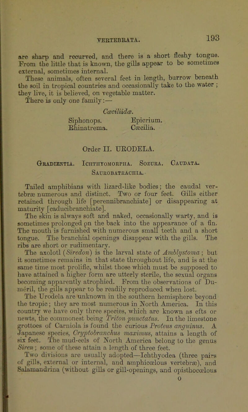 are sharp and recurved, and there is a short fleshy tongue. From the little that is known, the gills appear to bo sometimes external, sometimes internal. These animals, often several feet in length, burrow beneath the soil in tropical countries and occasionally take to the water ; they live, it is believed, on vegetable matter. There is only one family:— Cceciliidce. Siphonops. Epierium. Bmnatrema. Ctecilia. Order II. UEODELA. Gradiektia. Ioithtomorpiia. Sozura. Caudata. Saurobatracfiia. Tailed amphibians with lizard-like bodies; the caudal ver- tebrae numerous and distinct. Two or four feet. Gills either retained through life [perennibranckiate] or disappearing at maturity [caducibranchiate]. The skin is always soft and naked, occasionally warty, and is sometimes prolonged pn the back into the appearance of a tin. The mouth is furnished with numerous small teeth and a short tongue. The branchial openings disappear with the gills. The ribs are short or rudimentary. The axolotl (Siredon) is the larval state of Amblystoma ; but it sometimes remains in that state throughout life, and is at the same time most prolific, whilst those which must be supposed to have attained a higher form are utterly sterile, the sexual organs becoming apparently atrophied. From the observations of Du- meril, the gills appear to be readily reproduced when lost. The Urodela are unknown in the southern hemisphere beyond the tropic; they are most numerous in North America. In this country we have only three species, which are known as efts or newts, the commonest being Triton punctatus. In the limestone grottoes of Carniola is found the curious Proteus anguinus. A Japanese species, Cryptobranchus maximus, attains a length of six feet. The mud-eels of North America belong to the genus Siren; some of these attain a length of three feet. Two divisions aro usually adopted—Ichthyodea (three pairs of gills, external or internal, and amphiccelous vertebra), and Salamandrina (without gills or gill-openings, and opistkoccelous 0
