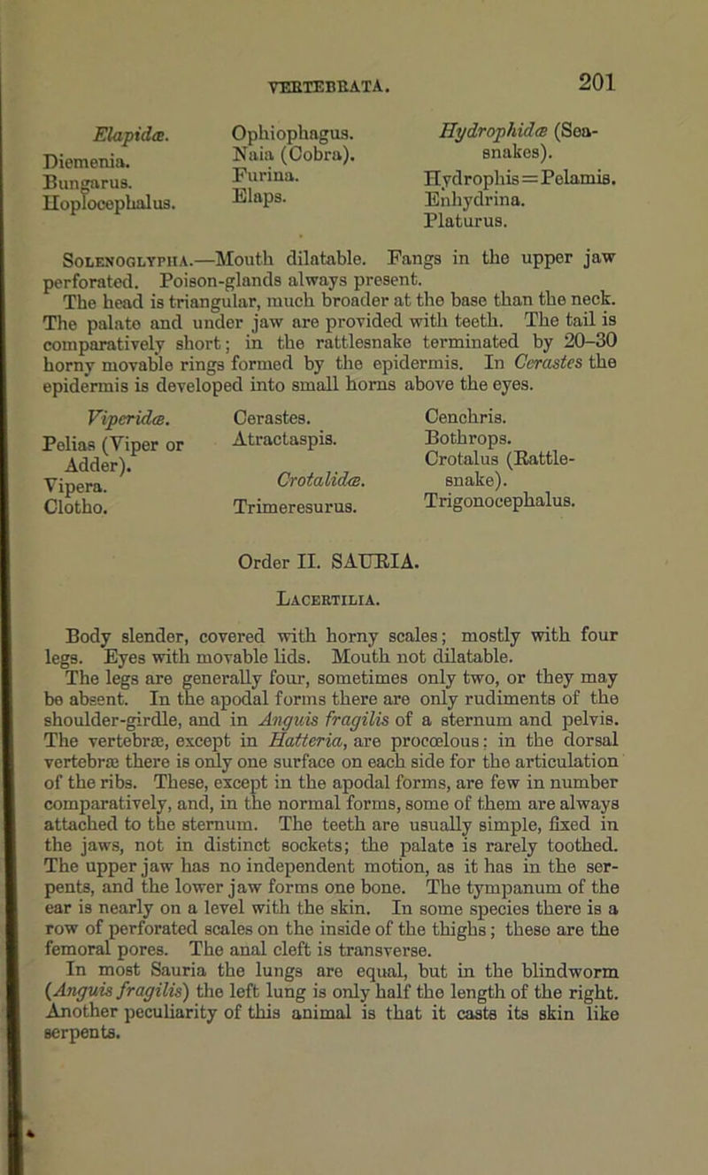 Elapidte. Diemenia. Bungarus. Iloplooephalus. Ophiophagus. Naia (Cobra). Furina. Flaps. Hydrophidce (Sea- snakes). Hydrophis=Pelamis. Enhydrina. Platurus. Solenoglypha.—Mouth dilatable. Fangs in the upper jaw perforated. Poison-glands always present. The head is triangular, much broader at the base than the neck. The palate and under jaw are provided with teeth. The tail is comparatively short; in the rattlesnake terminated by 20-30 horny movable rings formed by the epidermis. In Cerastes the epidermis is developed into small horns above the eyes. ViperideB. Pelias (Yiper or Adder). Yipera. Clotho. Cerastes. Atractaspis. CrotalidtB. Trimeresurus. Cenchris. Bothrops. Crotalus (Kattle- snake). Trigonoeephalus, Order II. SAHRIA. Lacertilia. Body slender, covered with horny scales; mostly with four legs. Eyes with movable lids. Mouth not dilatable. The legs are generally four, sometimes only two, or they may be absent. In the apodal forms there are only rudiments of the shoulder-girdle, and in Anguis fragilis of a sternum and pelvis. The vertebra, except in Hatteria, are procoelous: in the dorsal vertebra there is only one surface on each side for the articulation of the ribs. These, except in the apodal forms, are few in number comparatively, and, in the normal forms, some of them are always attached to the sternum. The teeth are usually simple, fixed in the jaws, not in distinct sockets; the palate is rarely toothed. The upper jaw has no independent motion, as it has in the ser- pents, and the lower jaw forms one bone. The tympanum of the ear is nearly on a level with the skin. In some species there is a row of perforated scales on the inside of the thighs; these are the femoral pores. The anal cleft is transverse. In most Sauria the lungs are equal, but in the blindworm {Anguis fragilis) the left lung is only half the length of the right. Another peculiarity of this animal is that it casts its skin like serpents.