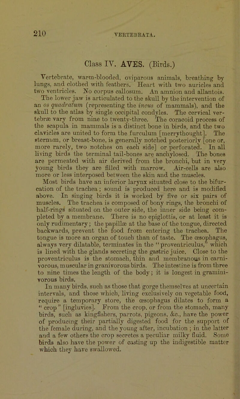 Class IY. AYES. (Birds.) Vertebrate, warm-blooded, oviparous animals, breathing by lungs, and clothed with feathers. Heart with two auricles and two ventricles. No corpus callosum. An amnion and allantois. The lower jaw is articulated to the skull by the intervention of an os quadratum (representing the incus of mammals), and the skull to the atlas by single occipital condyles. The cervical ver- tebra; vary from nine to twenty-three. The coracoid process of the scapula in mammals is a distinct bone in birds, and the two clavicles are united to form the furculum [merrythought]. The sternum, or breast-bone, is generally notched posteriorly [one or, more rarely, two notches on each side] or perforated. In all living birds the terminal tail-bones are anchylosed. The bones are permeated with air derived from the bronchi, but in very young birds they are filled with marrow. Air-cells are also more or less interposed between the skin and the muscles. Most birds have an inferior larynx situated close to the bifur- cation of the trachea; sound is produced here and is modified above. In singing birds it is worked by five or six pairs of muscles. The trachea is composed of bony rings, the bronchi of half-rings situated on the outer side, the inner side being com- pleted by a membrane. There is no epiglottis, or at least it is only rudimentary; the papilla; at the base of the tongue, directed backwards, prevent the food from entering the trachea. The tongue is more an organ of touch than of taste. The oesophagus, always very dilatable, terminates in the “ proventriculus, which is lined with the glands secreting the gastric juice. Close to the proventriculus is the stomach, thin and membranous in carni- vorous, muscular in granivorous birds. The intestine is from three to nine times the length of the body; it is longest in gramini- vorous birds. In many birds, such as those that gorge themselves at uncertain intervals, and those which, living exclusively on vegetable food, require a temporary store, the oesophagus dilates to form a “ crop ” [ingluvies]. From the crop, or from the stomach, many birds, such as kingfishers, parrots, pigeons, &e., have the power of producing their partially digested food for the support of the female during, and the young after, incubation ; in the latter and a few others the crop secretes a peculiar milky fluid. Some birds also have the power of casting up the indigestible matter which they have swallowed.
